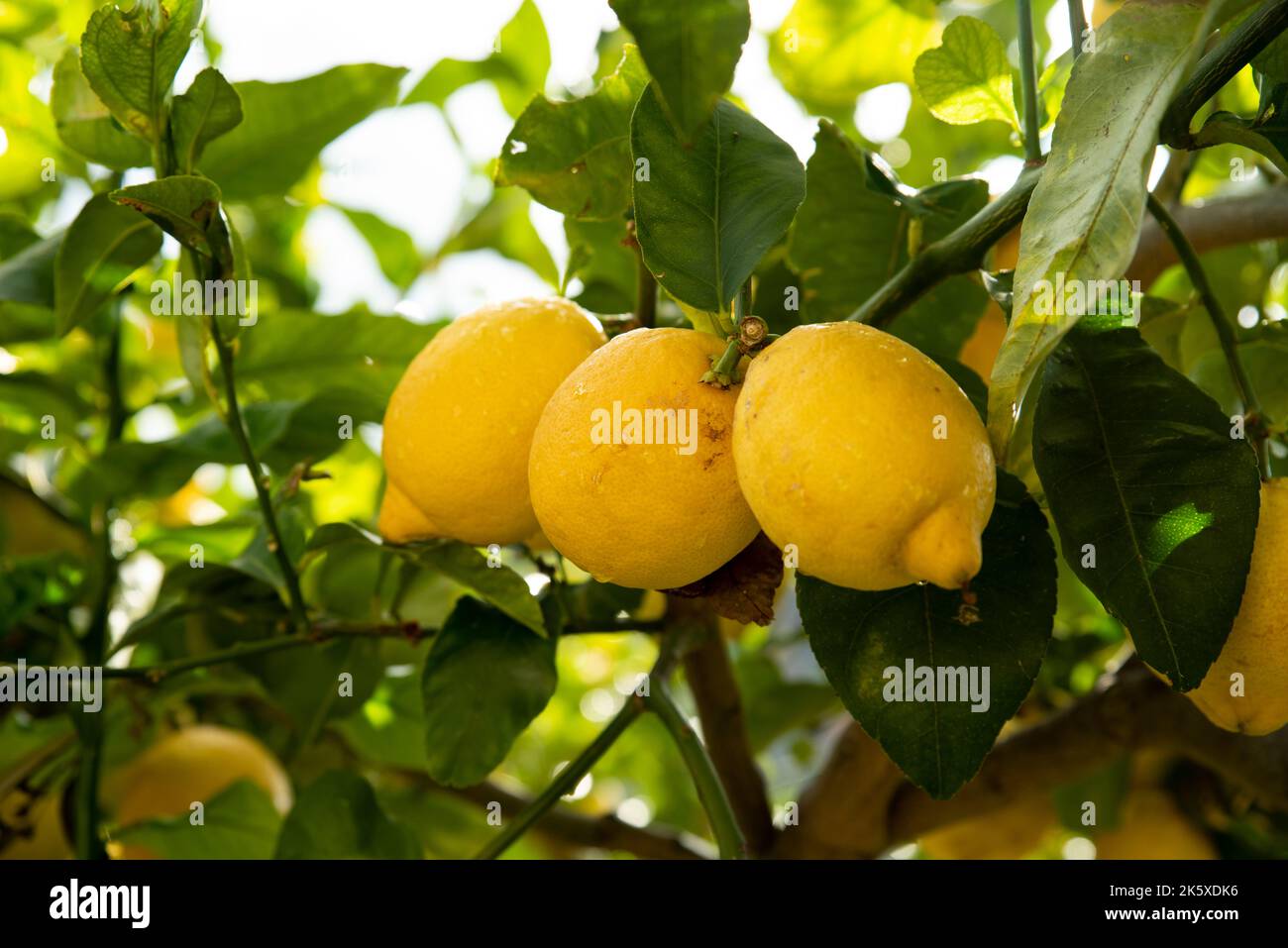 Bio-Zitronen von Amalfi und Sonne von Sorrent sind ein Geschenk der Natur. Auf grünen Bäumen haben Zitrusfrüchte den Duft und Geschmack des Mittelmeers Stockfoto