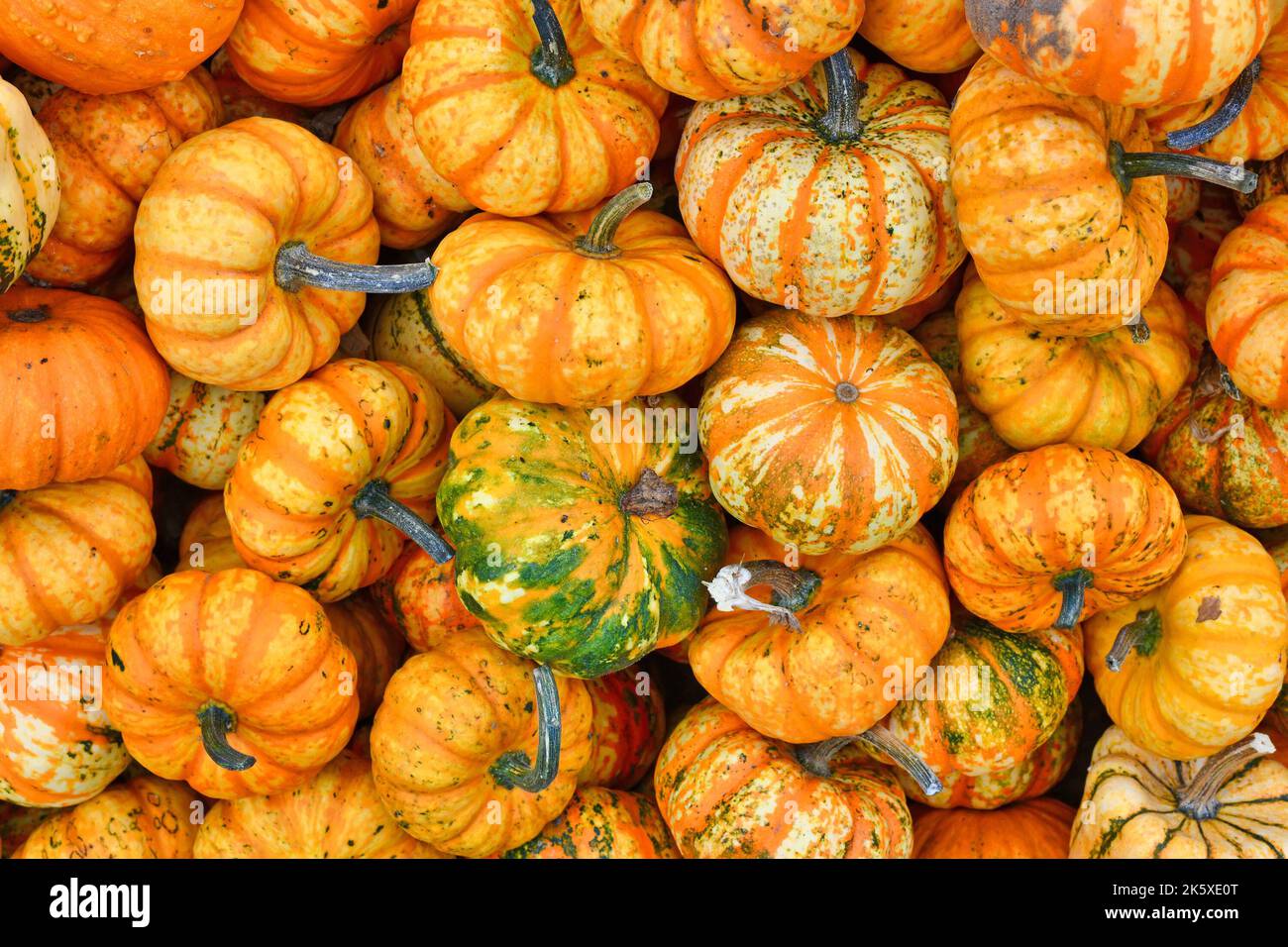 Viele kleine gelb-orange gestreifte Karnevalsstreifen in Haufen Stockfoto