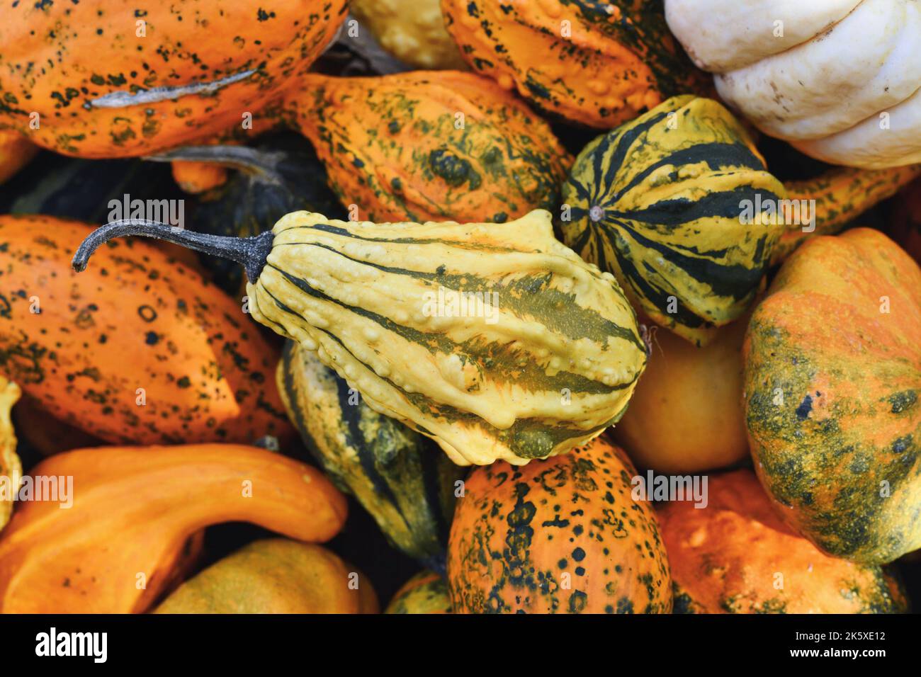 Kleiner gelber Zierkürbis mit Streifen und Warzen im Haufen von Kürbissen Stockfoto