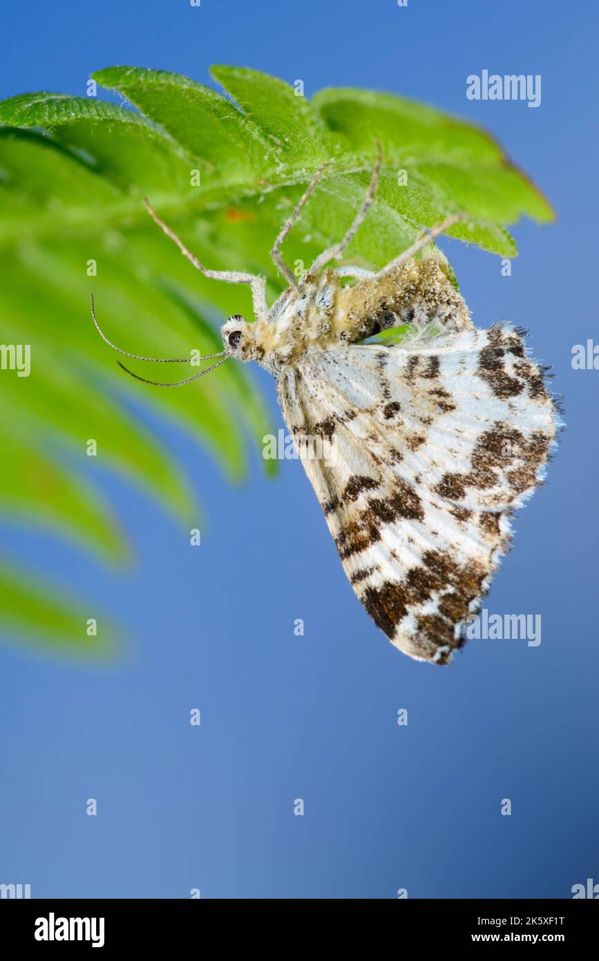 Kleiner Schmetterling gewöhnlicher Teppich oder weißgebänderter Zahnteppich (Thymelicus sylvestris) auf einem Farnblatt Stockfoto