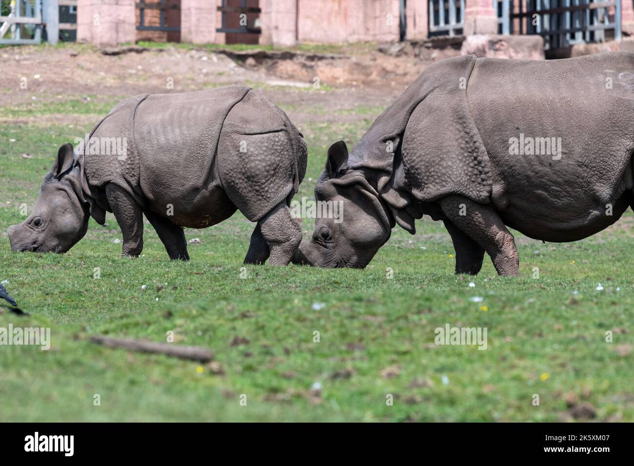 Zwei indische Nashornarten (Nashorn unicornis) grasen Stockfoto