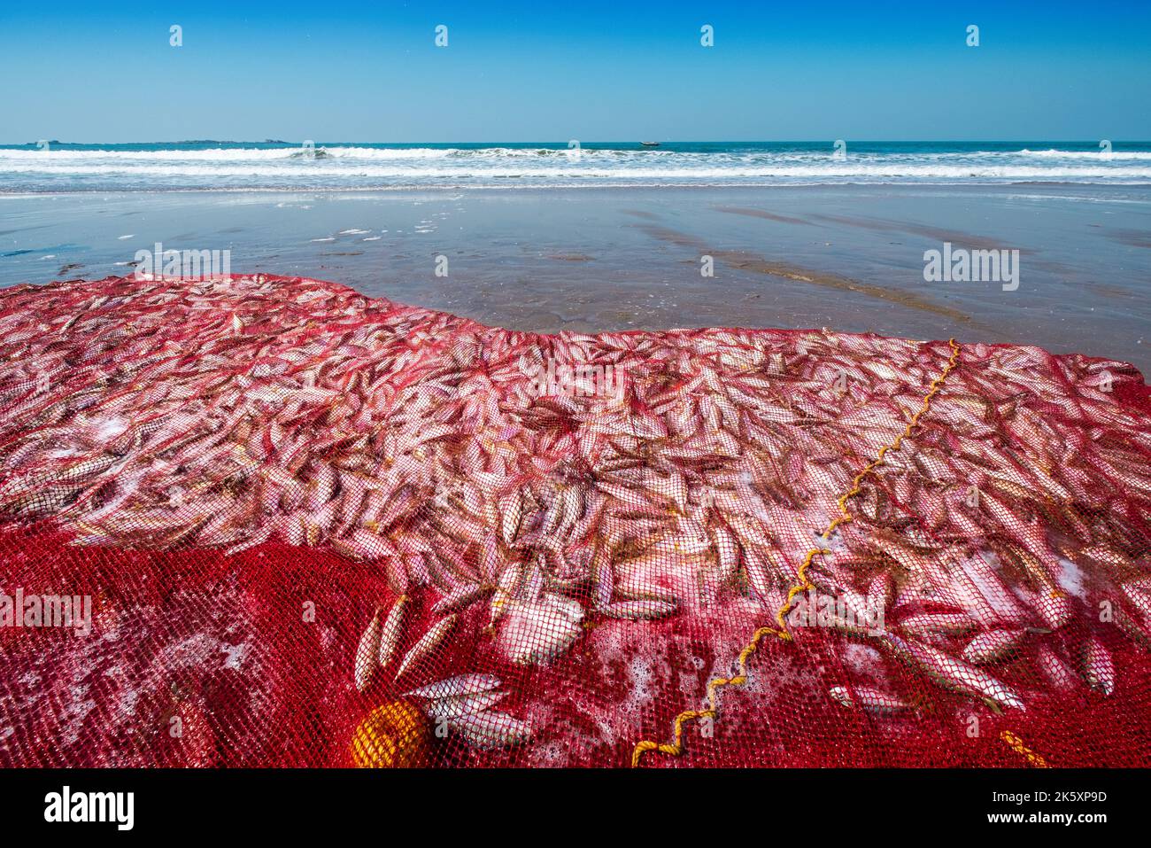 Ein Fischernetz voller frisch gefangener Fische an einem Strand an der Küste Indiens in Maharashtra Stockfoto