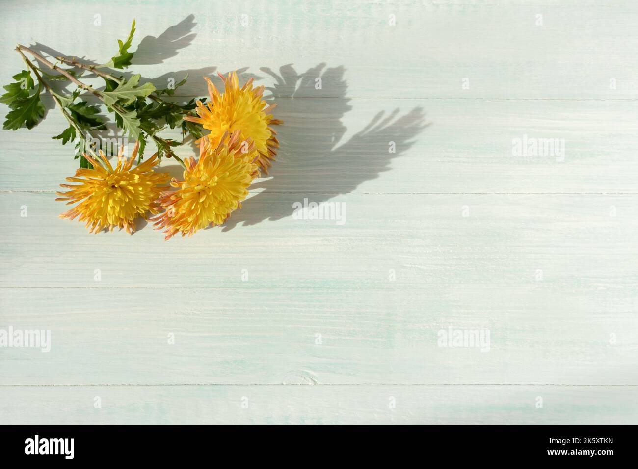 Schöne gelbe Chrysanthemen flach legen. Draufsicht auf eine Blume auf einem hellen pastellfarbenen Hintergrund. Minimalistische florale Komposition. Das Konzept des Herbstes. M Stockfoto