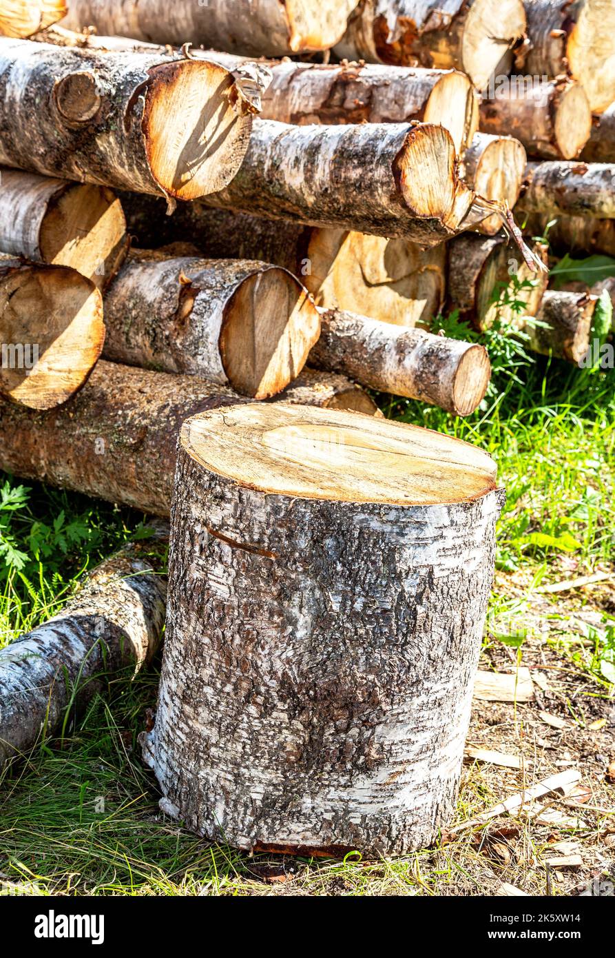 Entwaldung, gestapeltes Holz auf dem Land an sonnigen Tagen. Brennholz für den Winter vorbereiten. Im Sommer gesägte Bäume im Wald Stockfoto