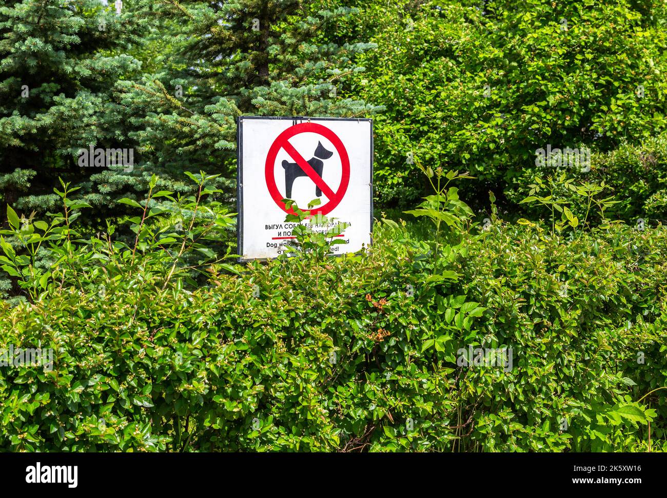 Warnschild: Hundespaziergängen ohne Leine und Schnauze sind verboten Stockfoto
