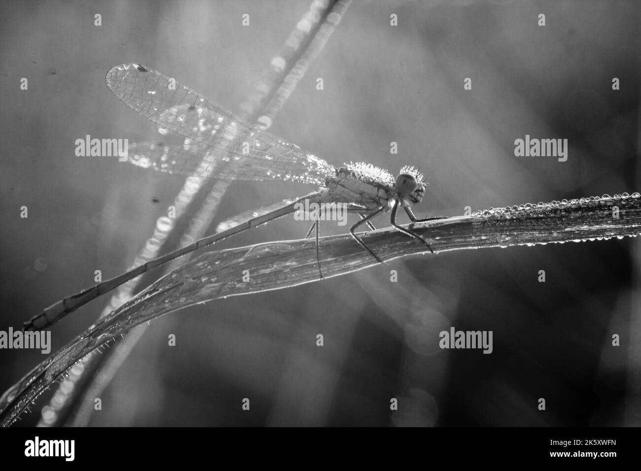 Schwarz-weißes Bild einer mit Tau bedeckten Blauschwanzdamselfly, die auf einem Grasblatt an der Ham Wall, Somerset, wartet Stockfoto