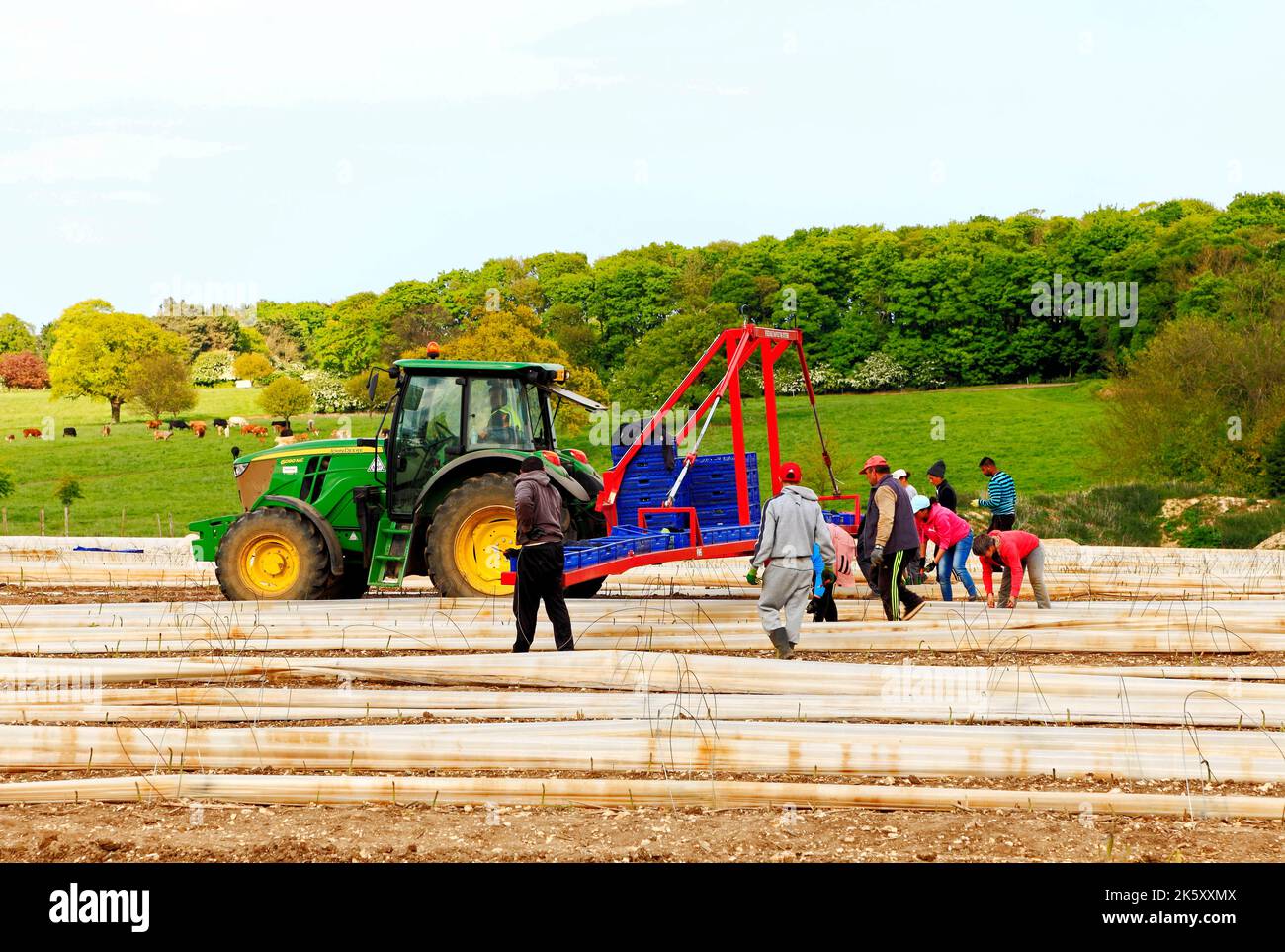 Eingewanderte Landarbeiter, Gelegenheitsarbeiter auf Spargelfeld, Norfolk UK Stockfoto