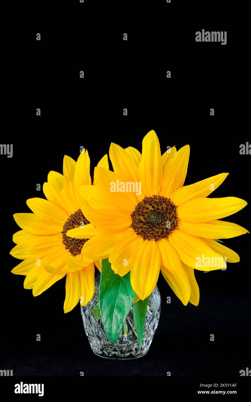 Eine Sonnenblume in einer Vase auf schwarzem Hintergrund. Stockfoto