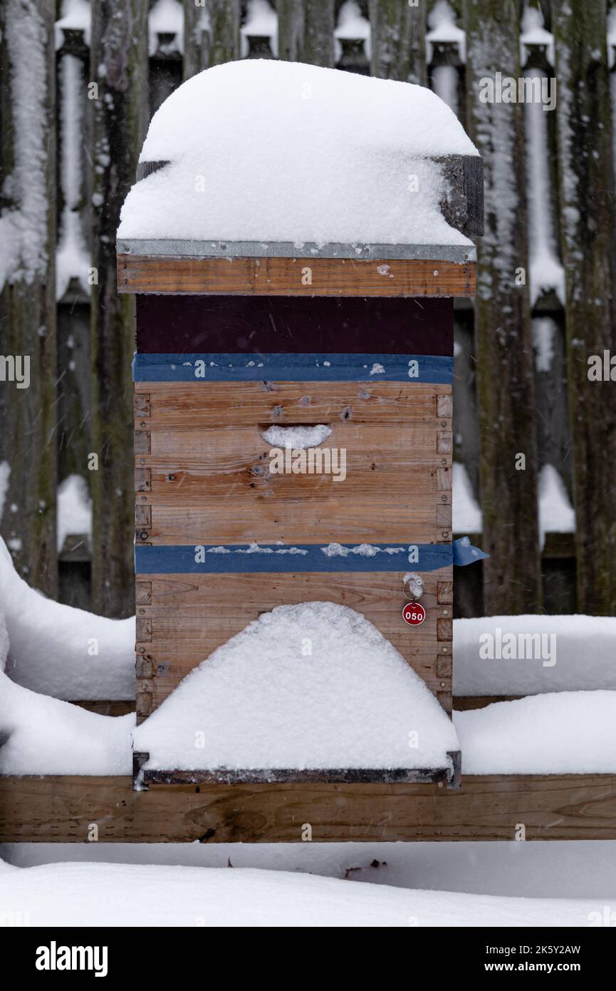 Zwei Tiefbienenbienen im Winter mit Schnee bedeckt Stockfoto