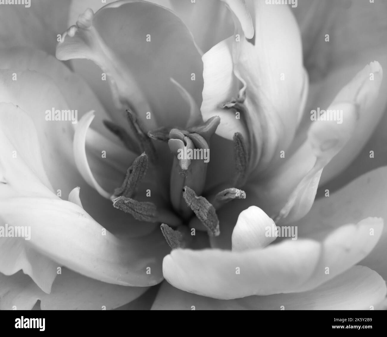 Schwarz-Weiß-Nahaufnahme der Tulpe Stockfoto