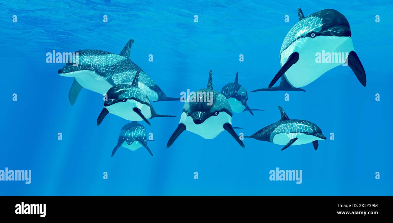 Gestreifte Delfine leben in einer Gruppe namens Hülsen und Futter den Ozean nach Fisch Beute. Stockfoto