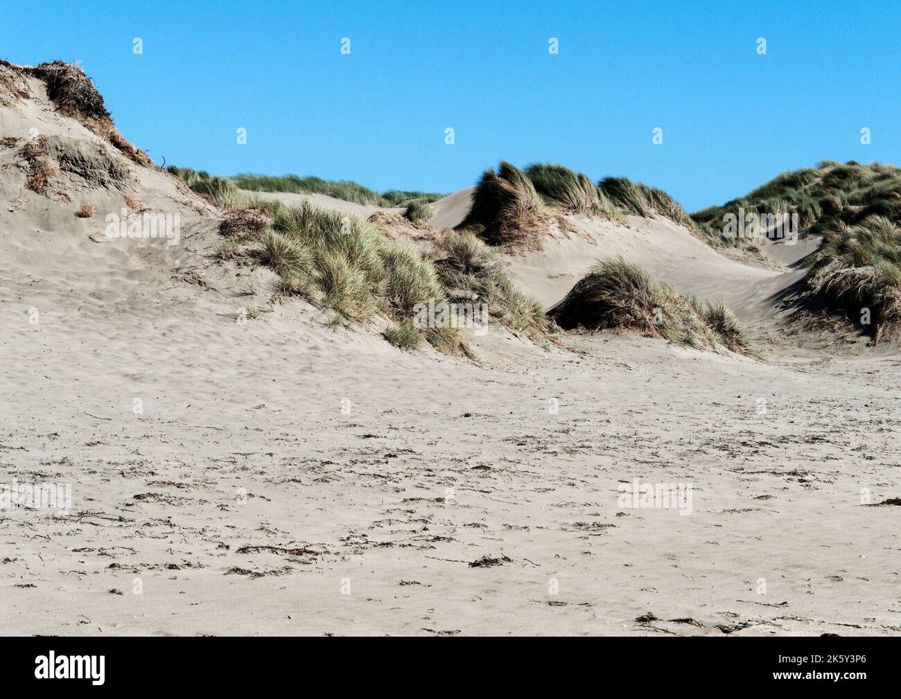 Sanddünen hinter Dillon Beach in Marin County, California, USA. Dillon Beach in der Nähe von Tomales, geformt aus windgesprengter Sandfläche Stockfoto