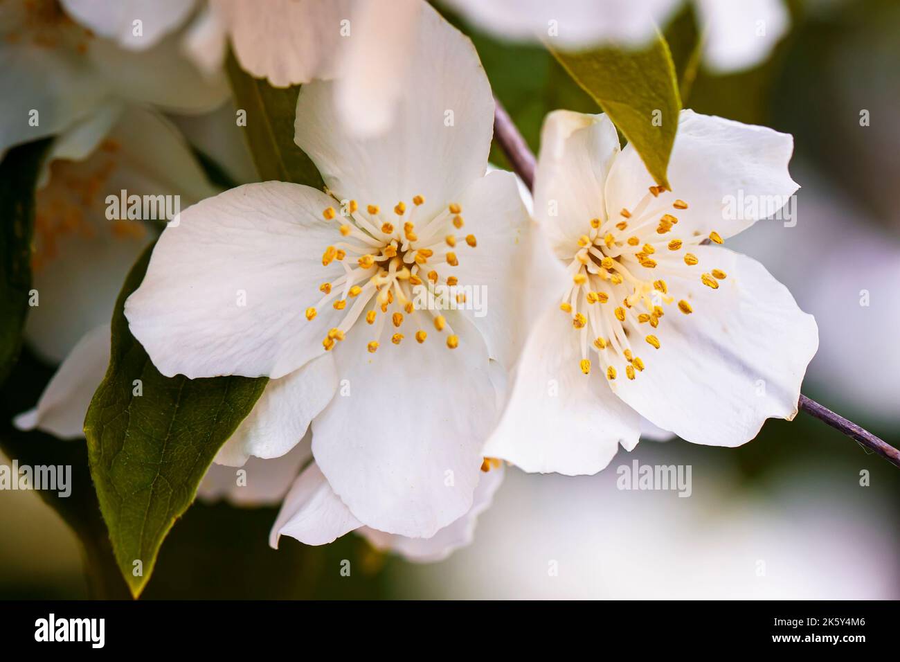 Nahaufnahme Blumen Kirsche. Blumen Frühling abstrakten Hintergrund Stockfoto