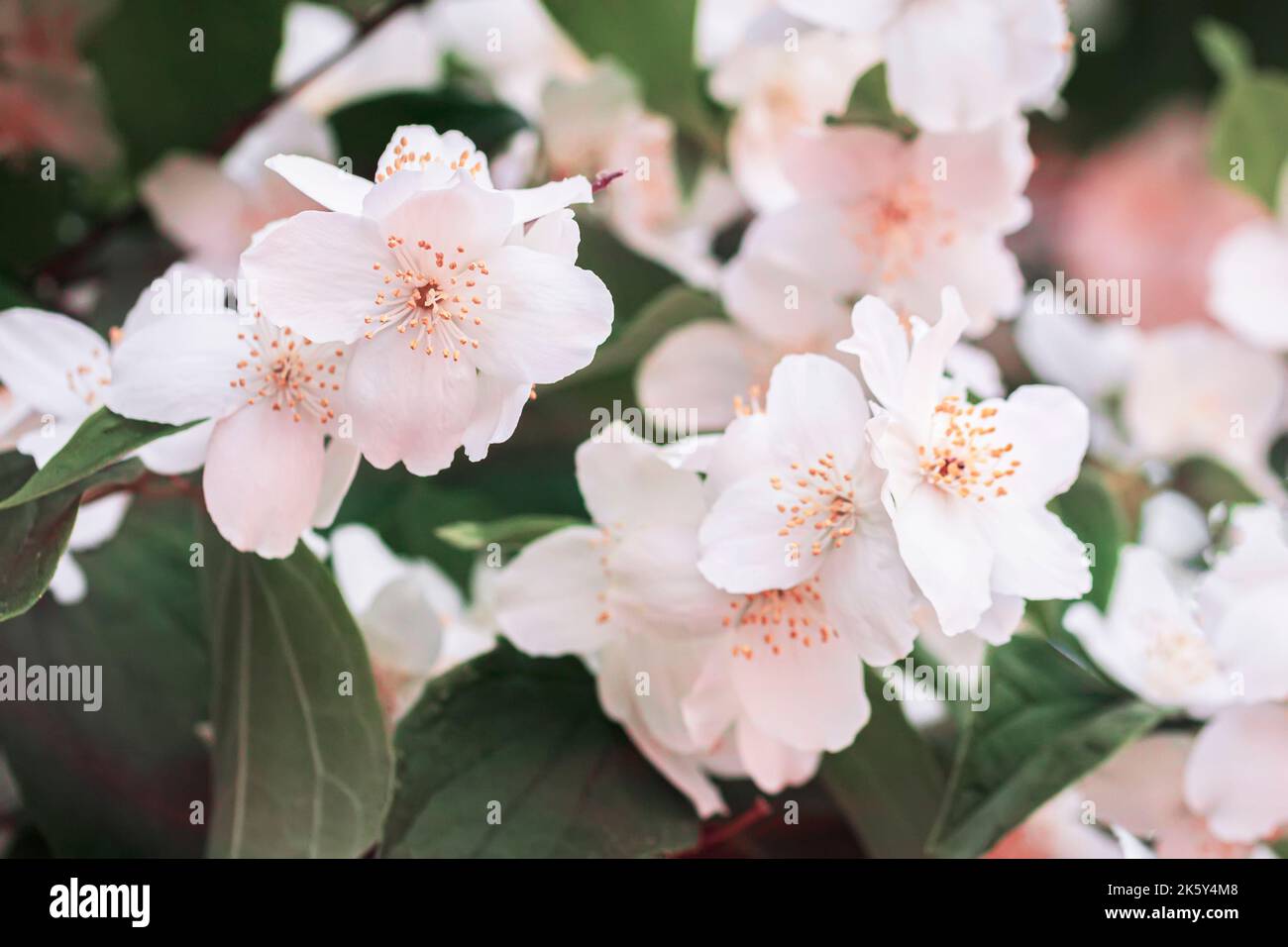Nahaufnahme eines blühenden Apfelbaums. Zweige mit rosa Blüten. Natürlicher Hintergrund, Frühling, Sommer Konzept Stockfoto