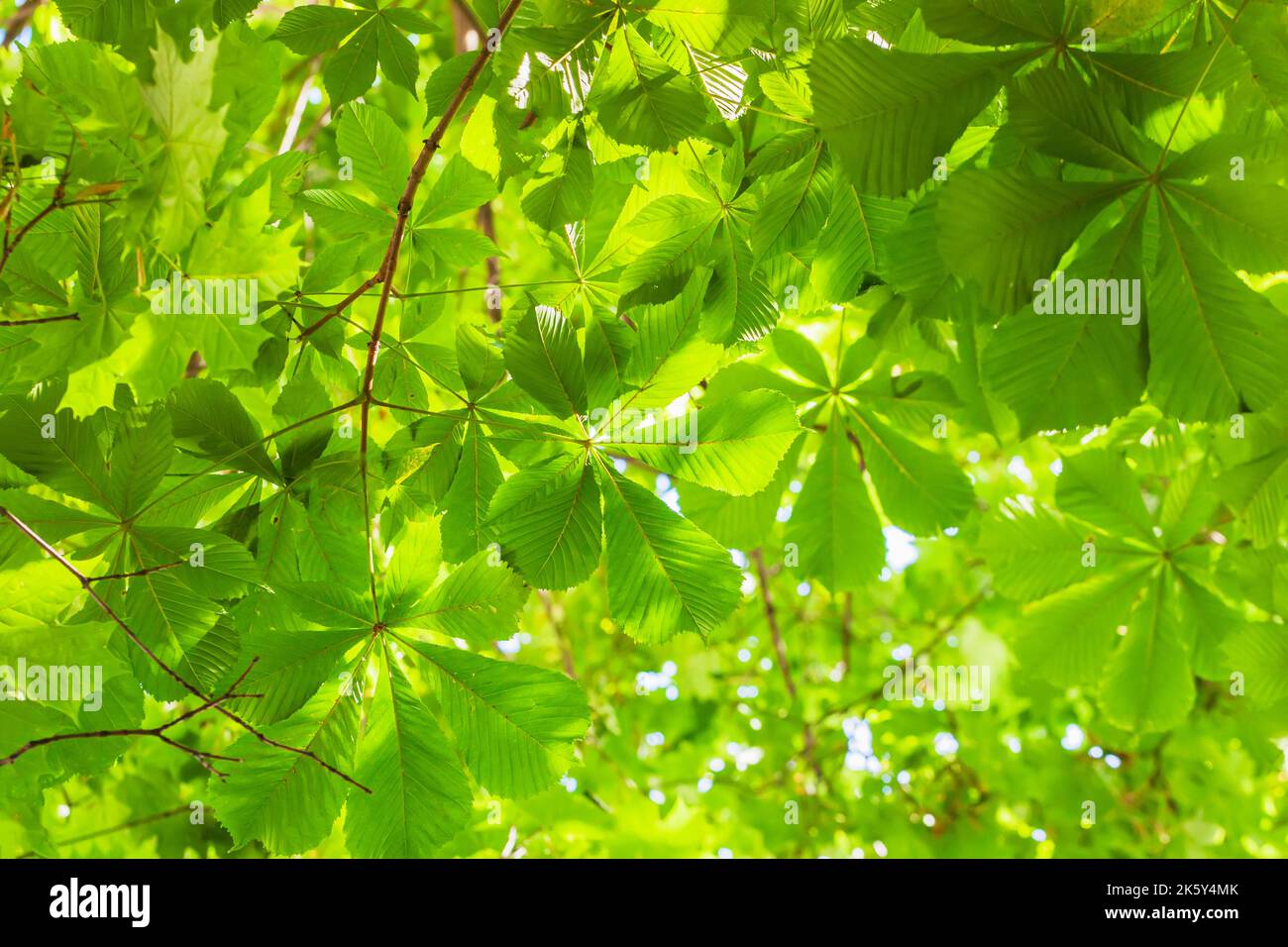 Grüne Krone aus Kastanienblättern. Natürlicher Hintergrund, Sommerkonzept Stockfoto
