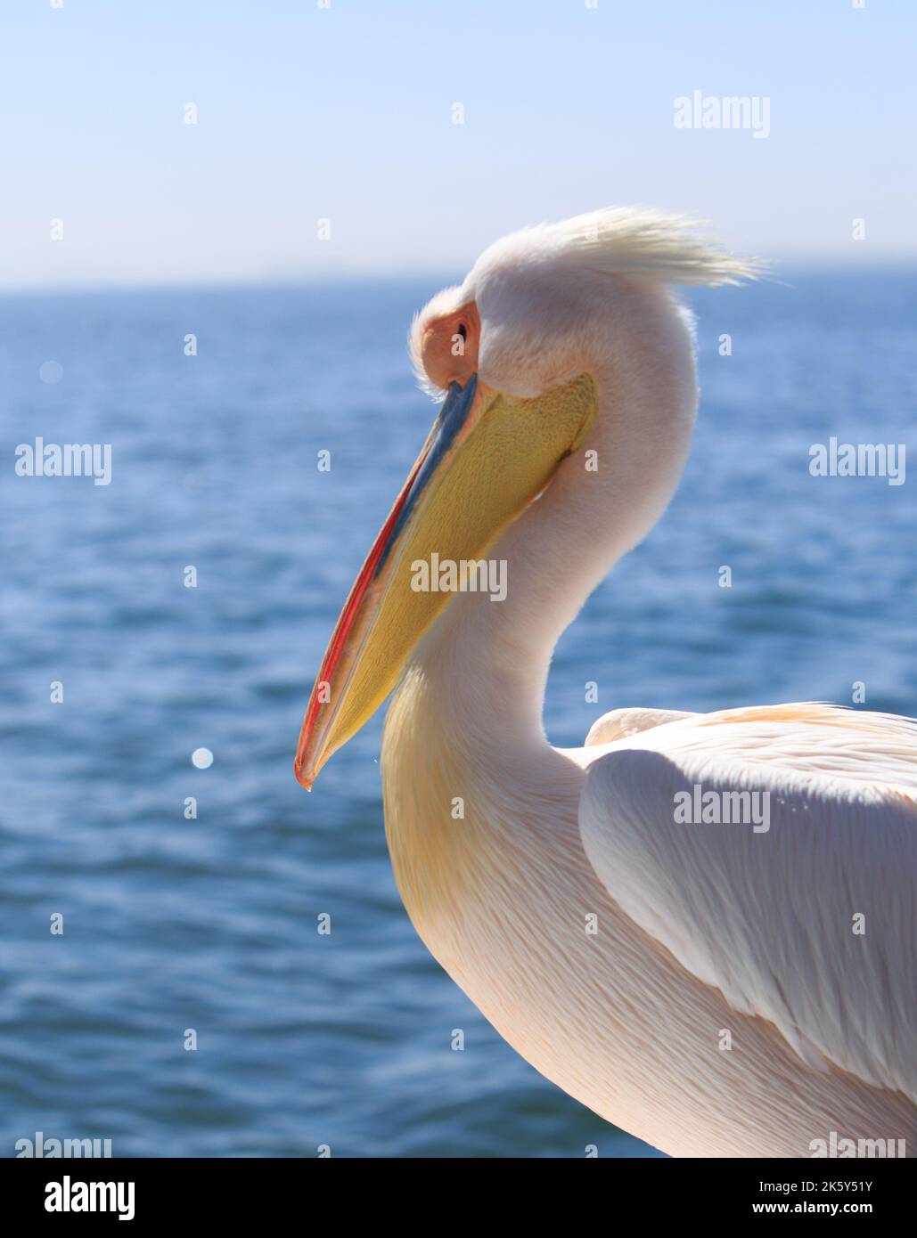 Seitenprofil einer Nahaufnahme, wenn ein großer weißer Pelikan Kopf und Schnabel, Blick auf das Meer Stockfoto