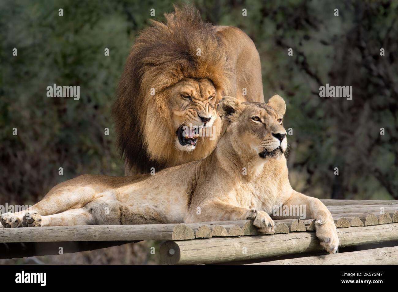 Wilde Großkatzen Afrikas - starke Löwen vereinigen sich in ihrem natürlichen Lebensraum - Liebe, Teamwork, Intimität Stockfoto