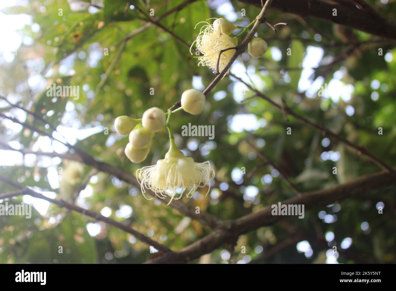 Nahaufnahme von Wasserguava mit verschwommenem Hintergrund im Garten. Gut für die Gesundheit, weil es viele Vitamine und Nährstoffe enthält. Stockfoto