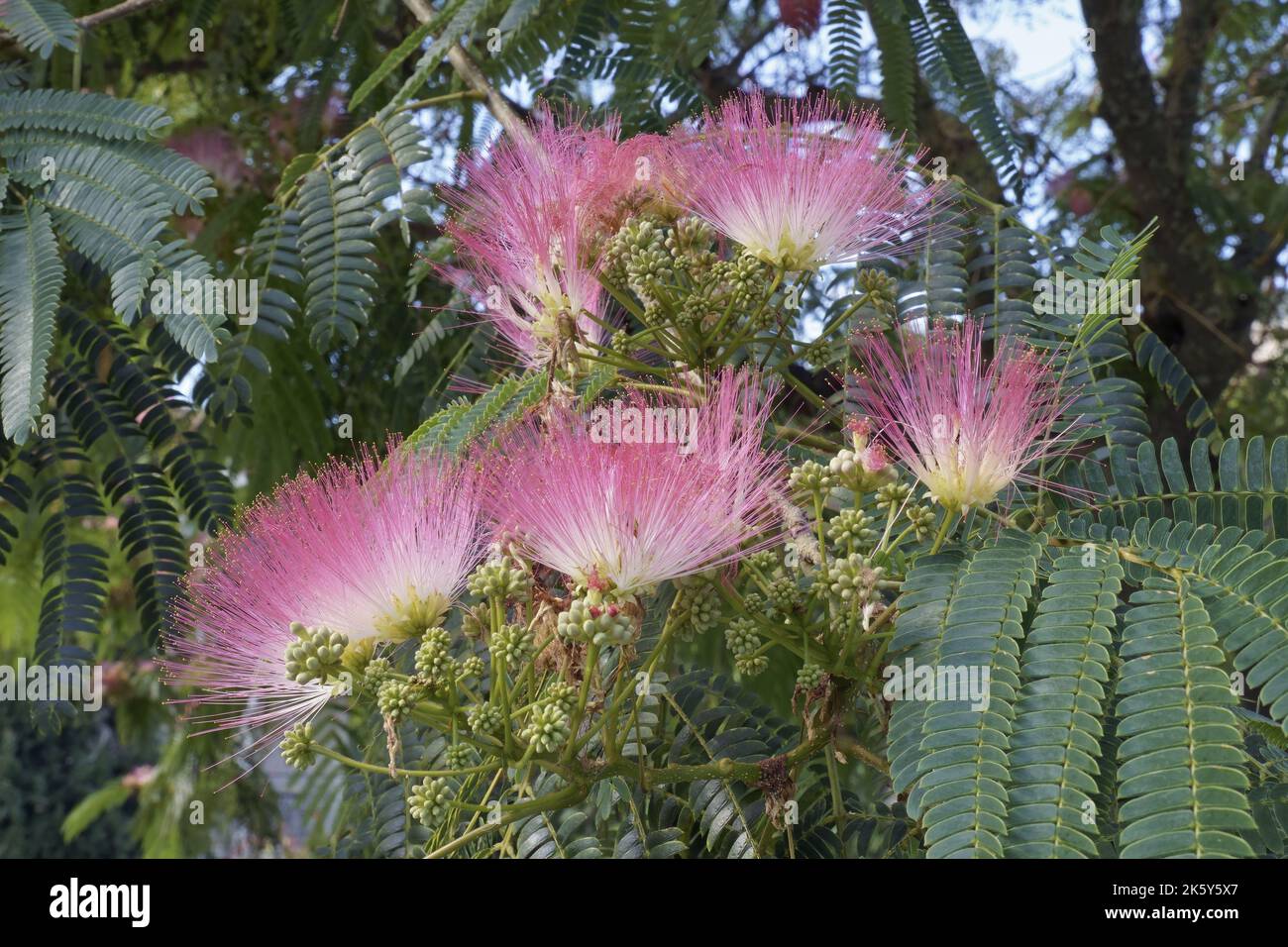 Detail der Blütenstände des persischen Seidenbaums, Albizia julibrissin, Fabaceae Stockfoto