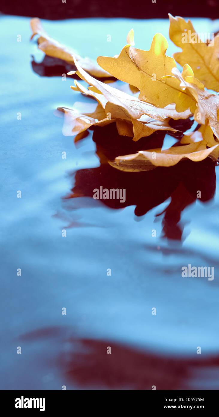 Herbstlaub im Wasser mit Welligkeit, Kopierraum. Vertikaler Hintergrund für Social-Media-Geschichten. Abstrakt launisch Herbst Hintergrund wallpaler in blau und Stockfoto