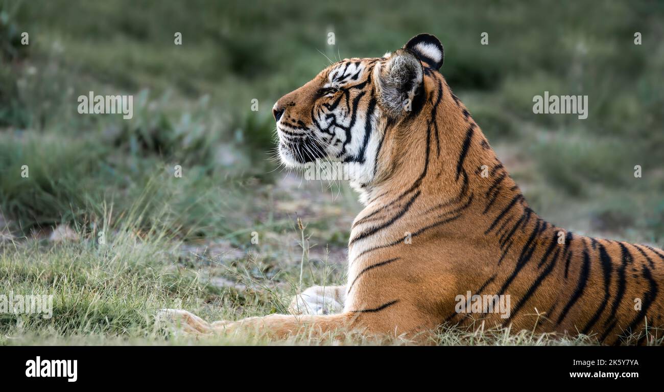 Wildtierszene des Tigers. Große große Katze in der Natur. Dieses mächtige Raubtier ist die größte lebende Katzenart. Gefährdetes Tier in natürlichem Lebensraum. Stockfoto