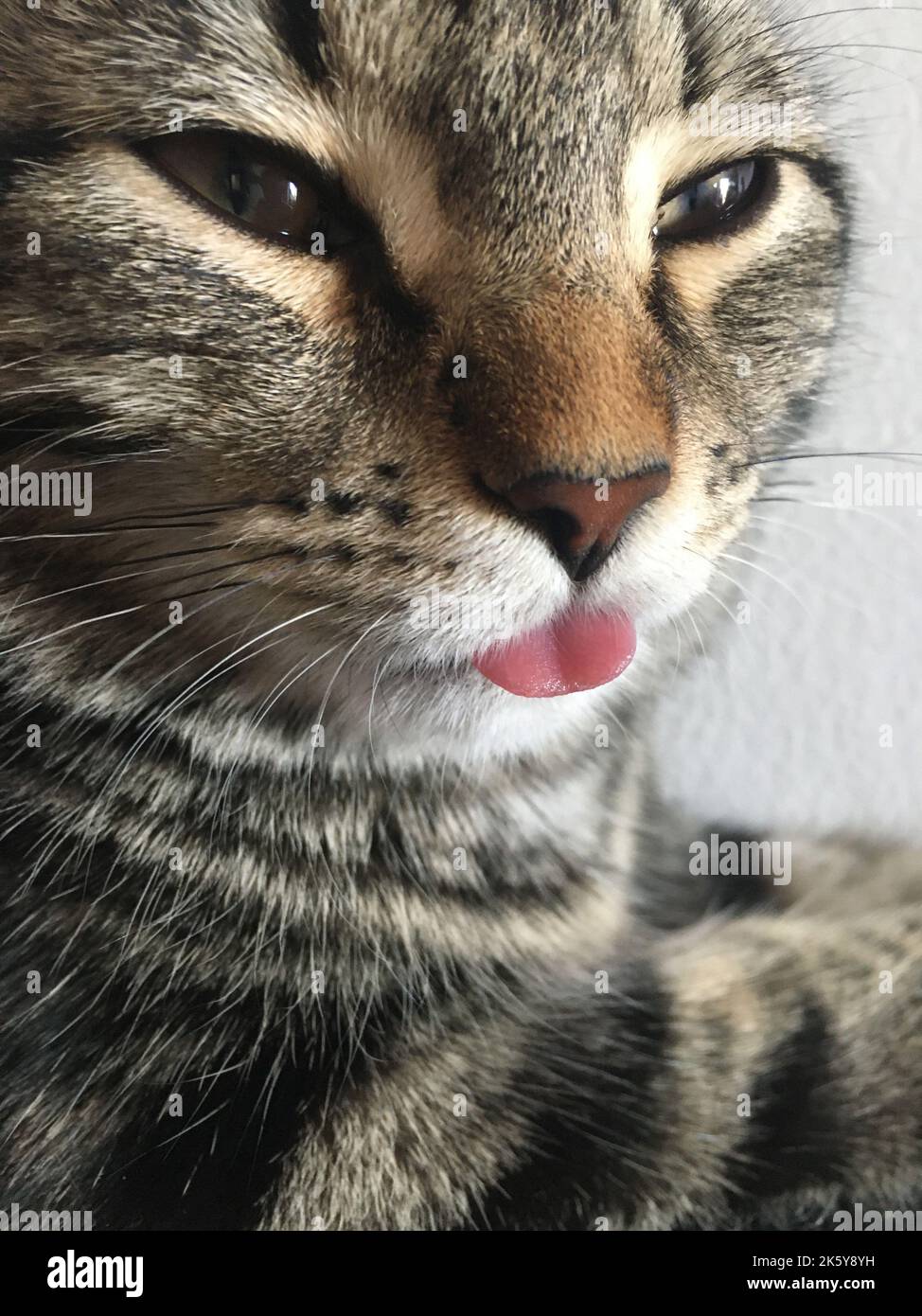 Gestreifte Katze mit verengten Augen und Nahaufnahme der Zunge. Stockfoto