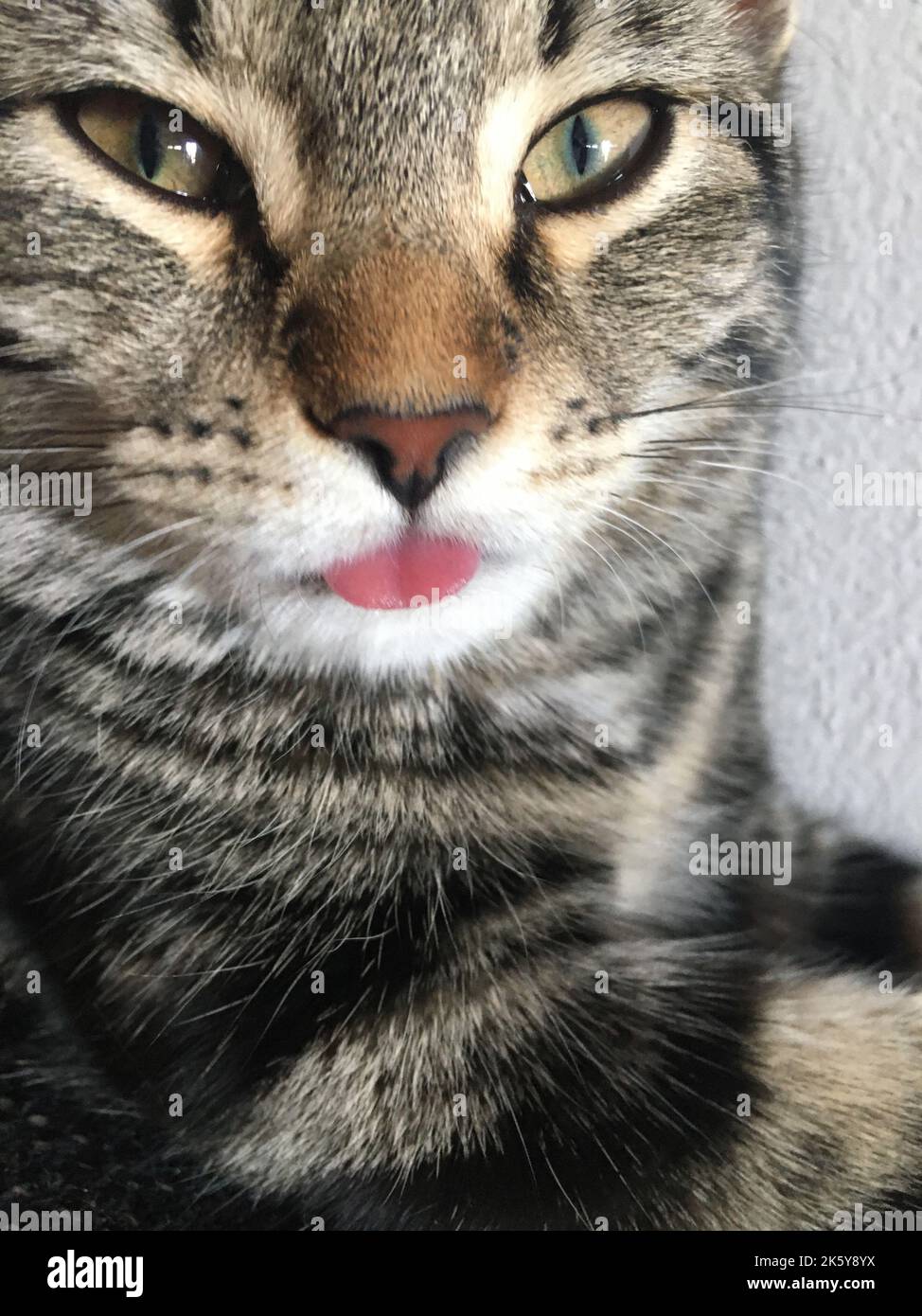 Gestreifte Katze mit großen Augen, die Zunge zeigen. Stockfoto
