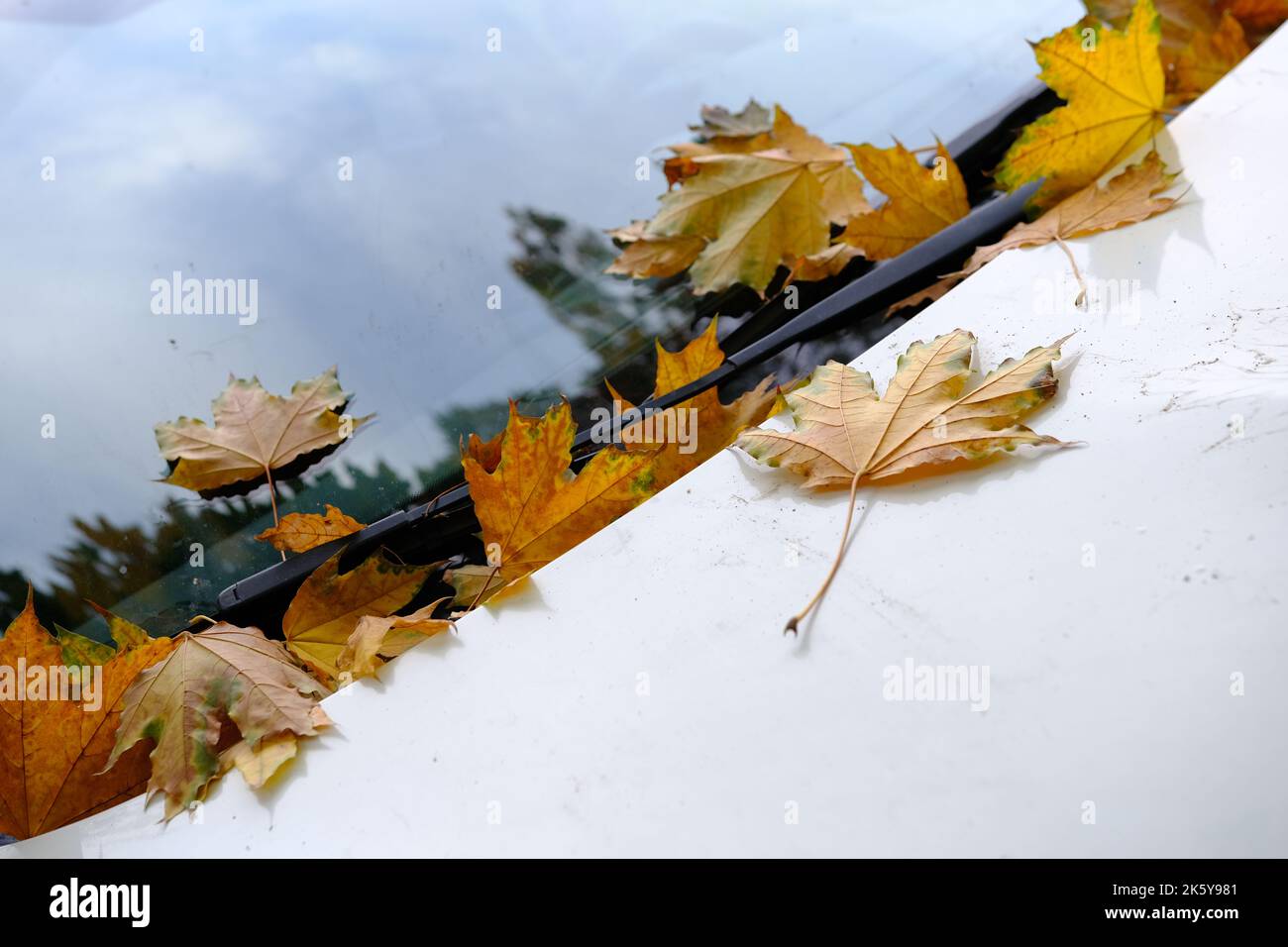 Herbstblatt auf der Windschutzscheibe eines Autos unter der Bürste Stockfoto