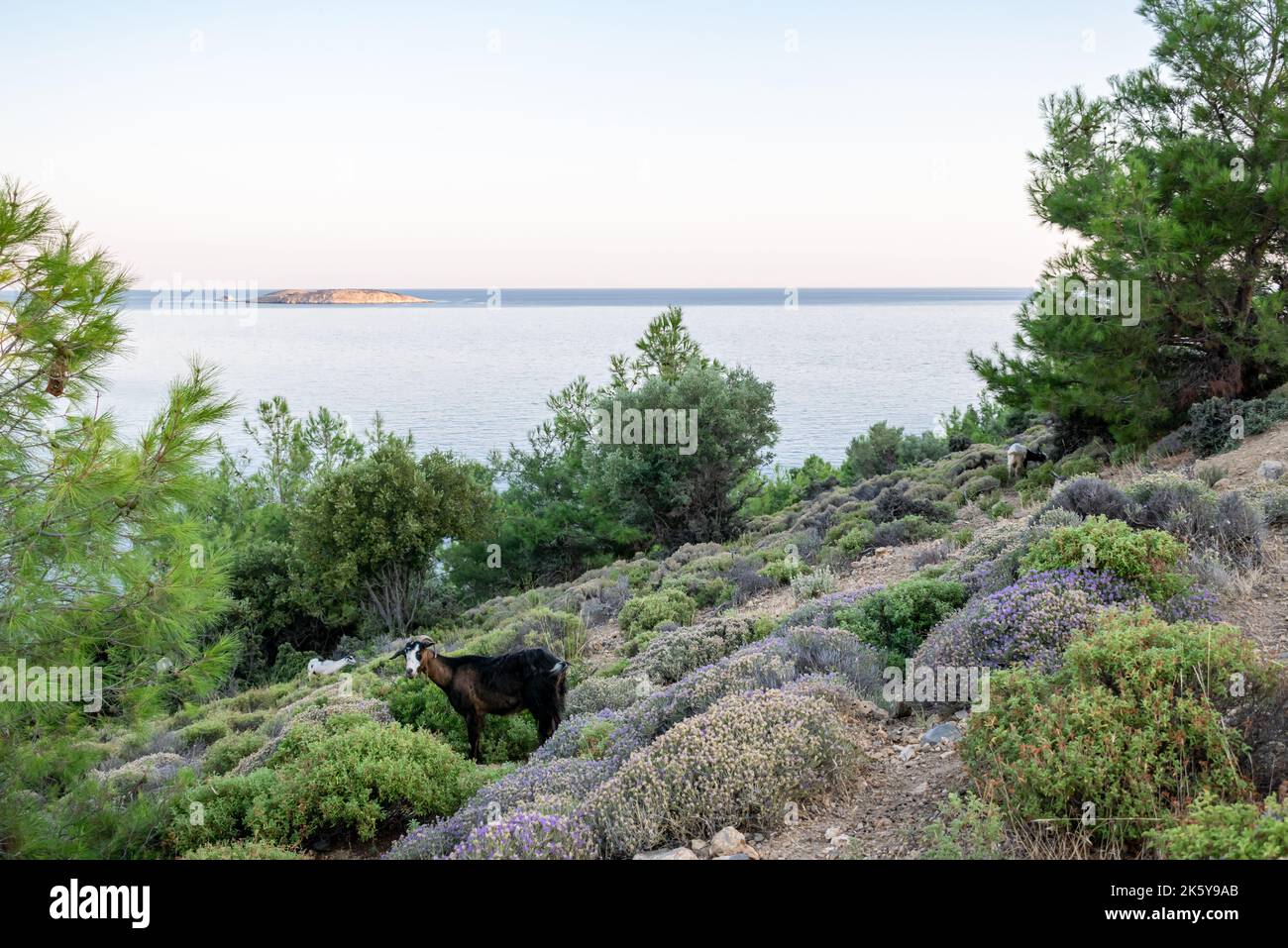 Wildziege in Thassos, Griechenland Stockfoto