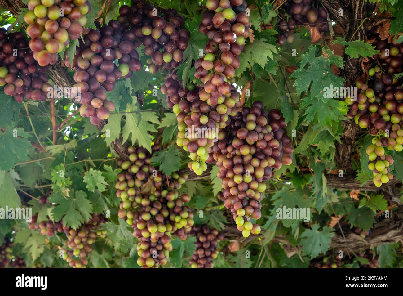 Mavro rebe -Fotos und -Bildmaterial in hoher Auflösung – Alamy
