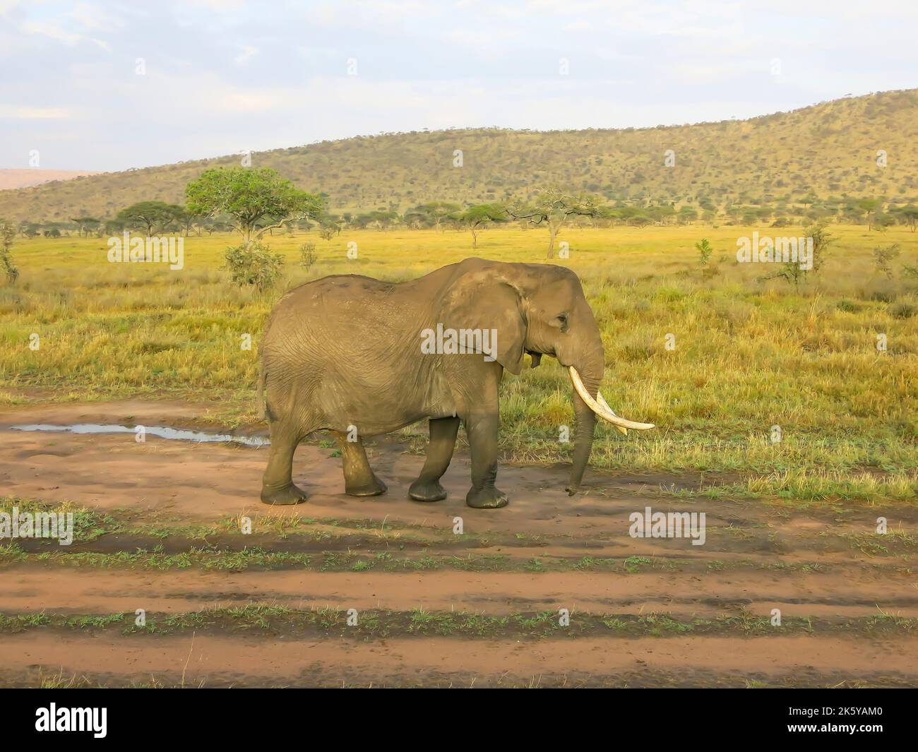 Elefant in Bewegung, Serengeti-Nationalpark, Tansania, Ostafrika Stockfoto