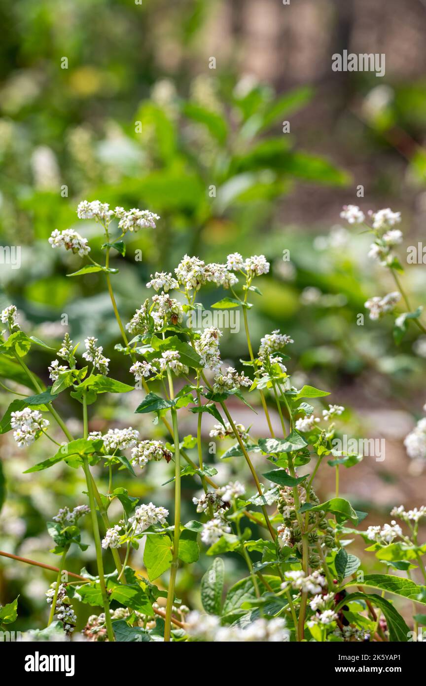 Sommerblüte von fagopyrum esculentum oder Buchweizen essbare Pflanze, gesunde vegetarische Nahrung Stockfoto