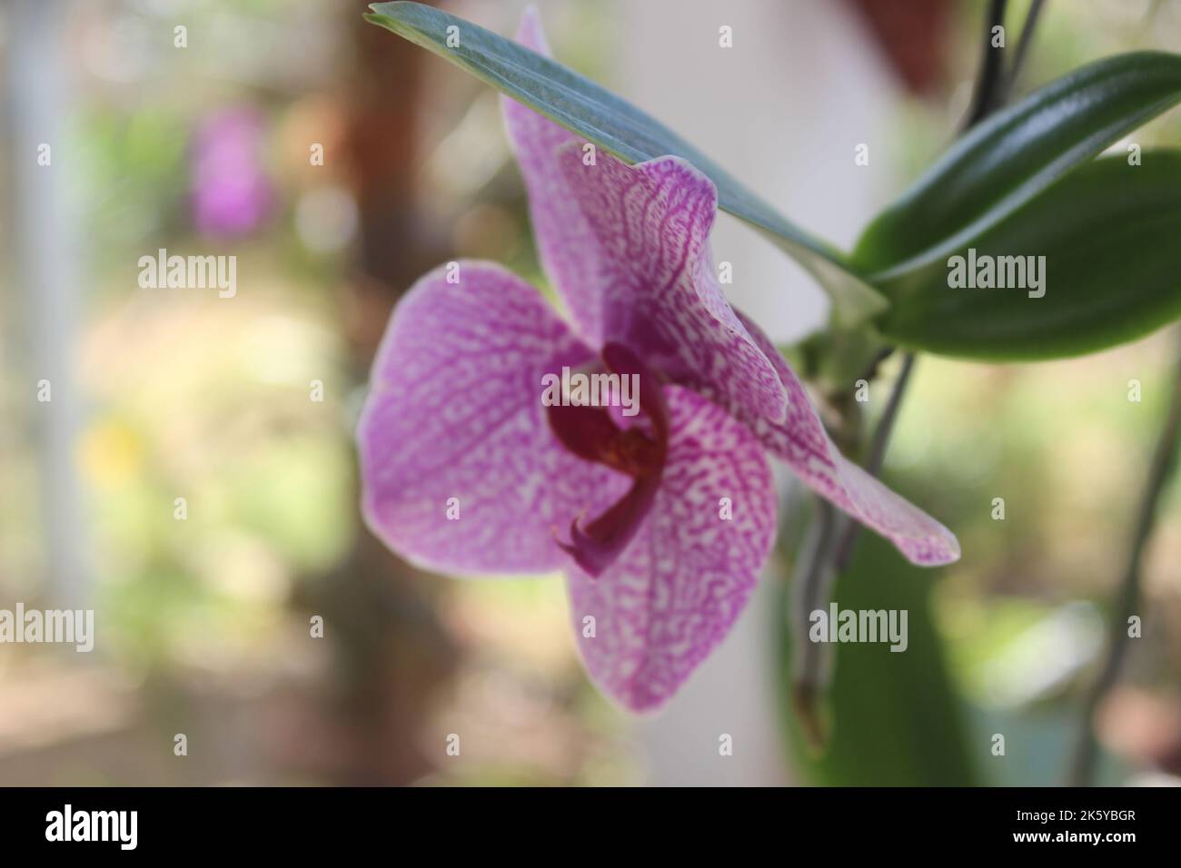 Selektiver Fokus von rosa Doritaenopsis (Phalaenopsis) Orchideen im Garten. Mit unscharfem Hintergrund. Verwendung von natürlichen Hintergründen. Stockfoto