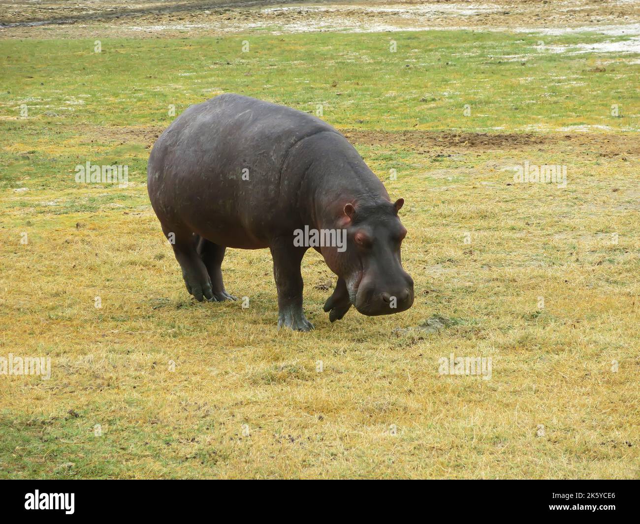Hippopotamus grast auf Gras, Tansania, Ostafrika Stockfoto