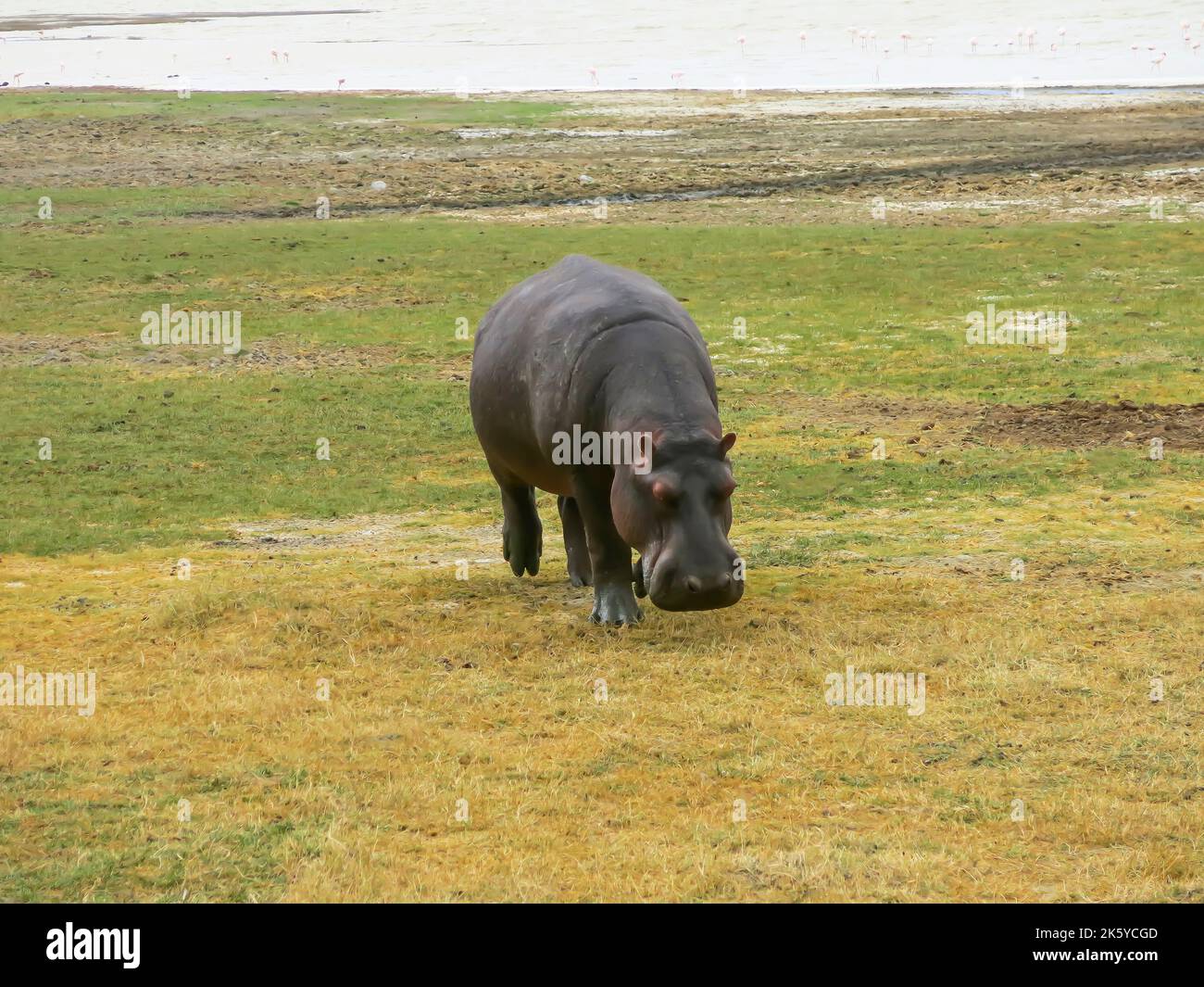 Hippopotamus grast auf Gras, Tansania, Ostafrika Stockfoto