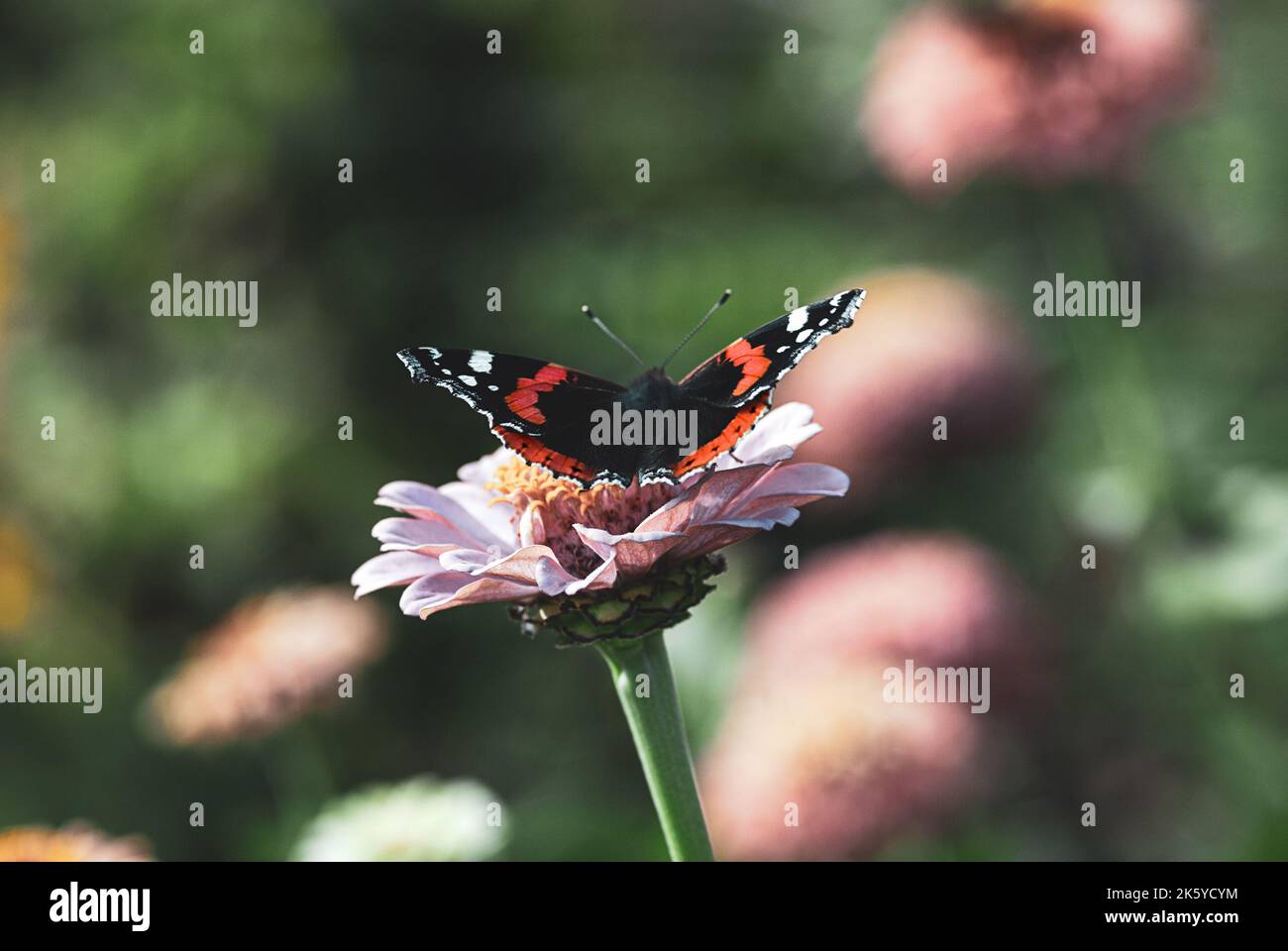 Roter Admiralschmetterling auf Zinnia Blume - Vanessa atalanta auf der Nahrungssuche im Garten Stockfoto