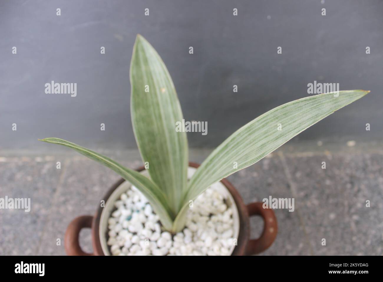 Nahaufnahme einer silbernen Sansivera-Pflanze in einem Topf auf unscharfem Hintergrund. Der indonesische Name ist die Sprache der Schwiegermutter in Silber. Zierpflanzen zu Hause Stockfoto