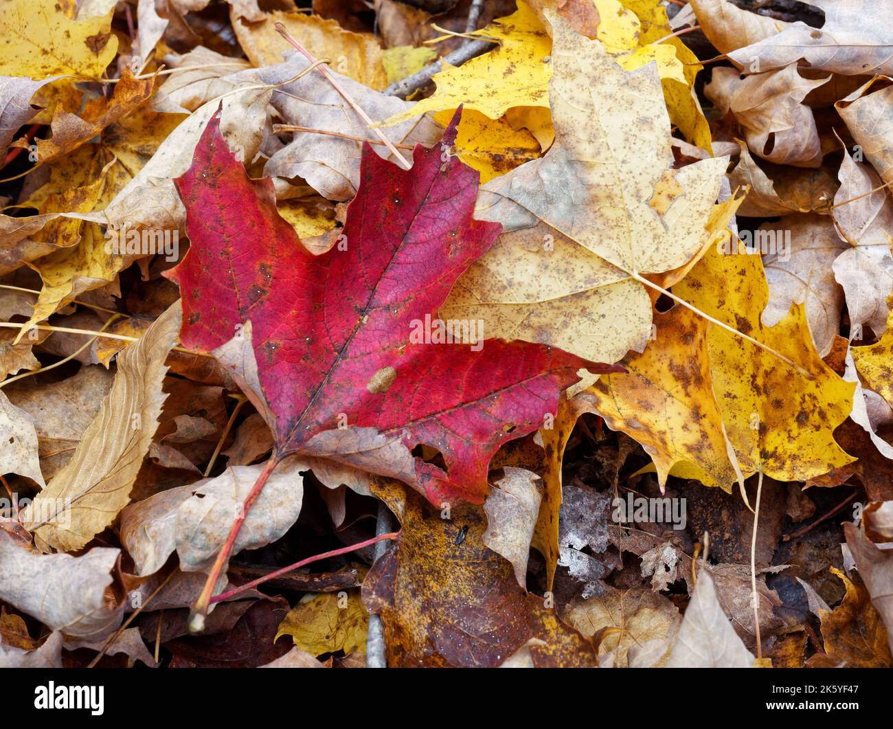 Rotes Ahornblatt auf dem Boden Quebec, Kanada Stockfoto