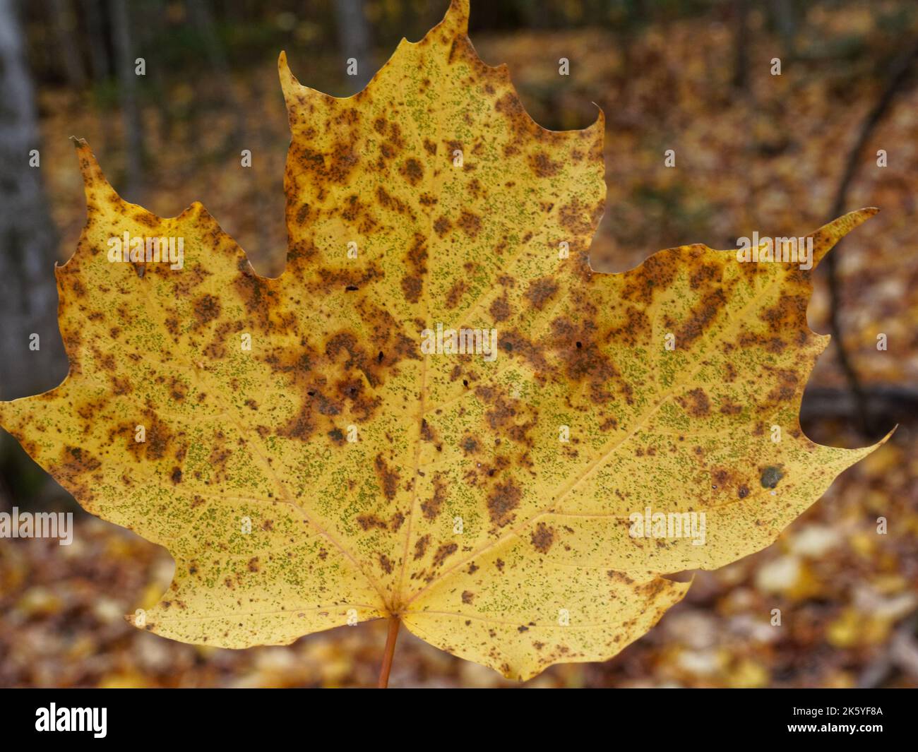 Gelbes Ahornblatt im Wald. Quebec, Kanada Stockfoto