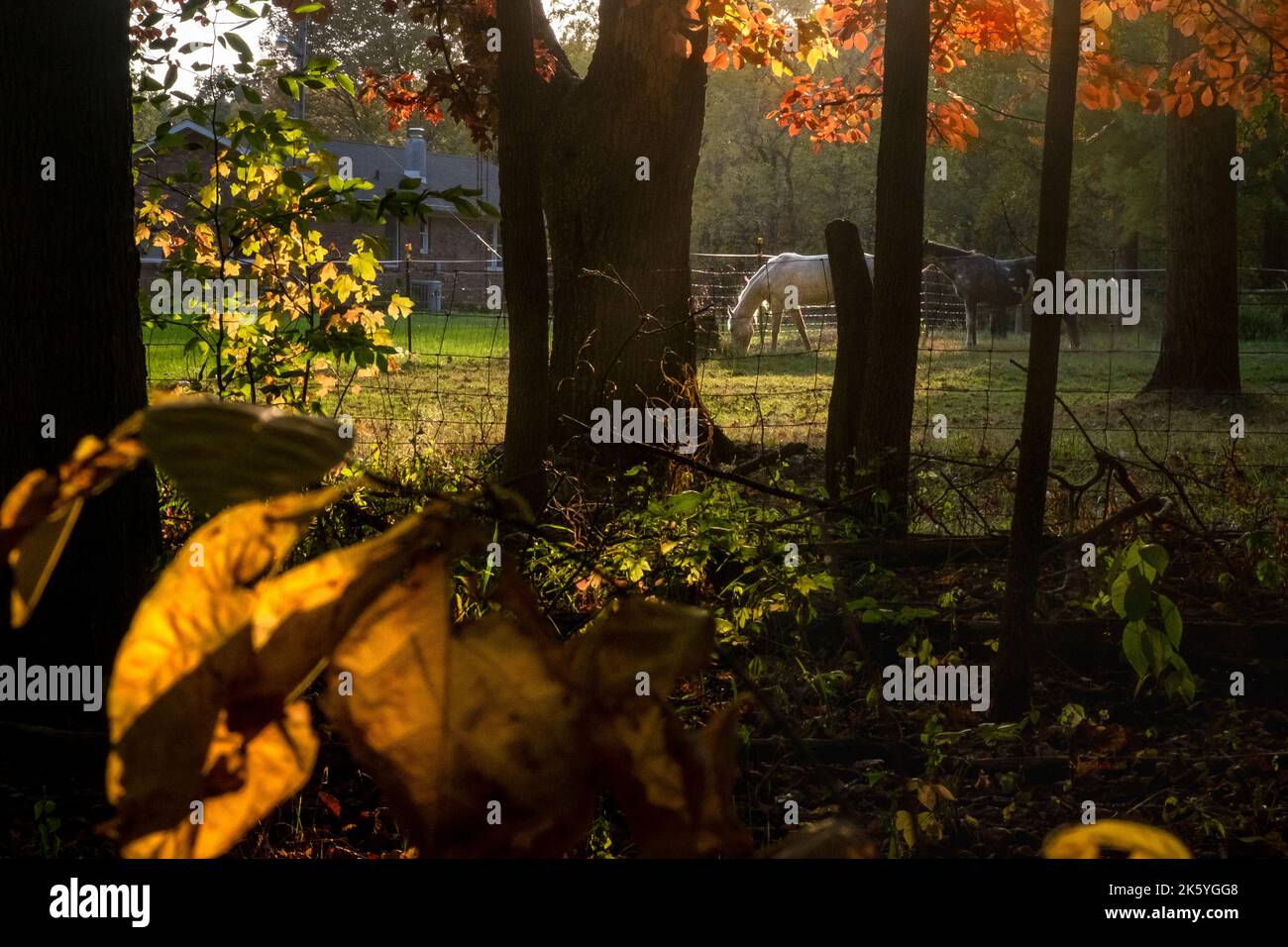 Farmpferde, rote Herbstblätter Oktober, amerikanischer Mittlerer Westen Stockfoto
