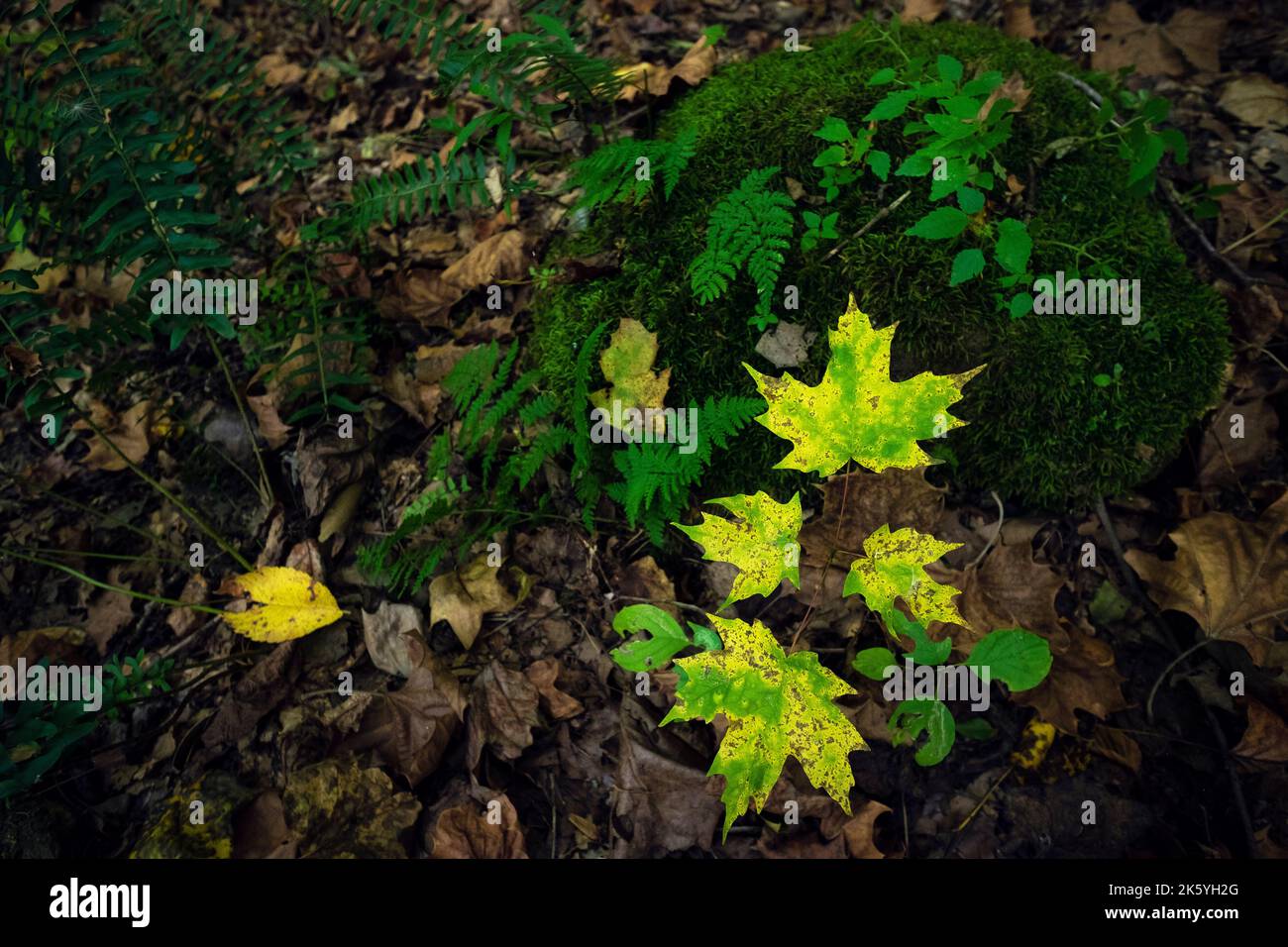 Gelbe Wasserahornblätter, grüne Farne und Moos, amerikanischer mittlerer Westen Stockfoto