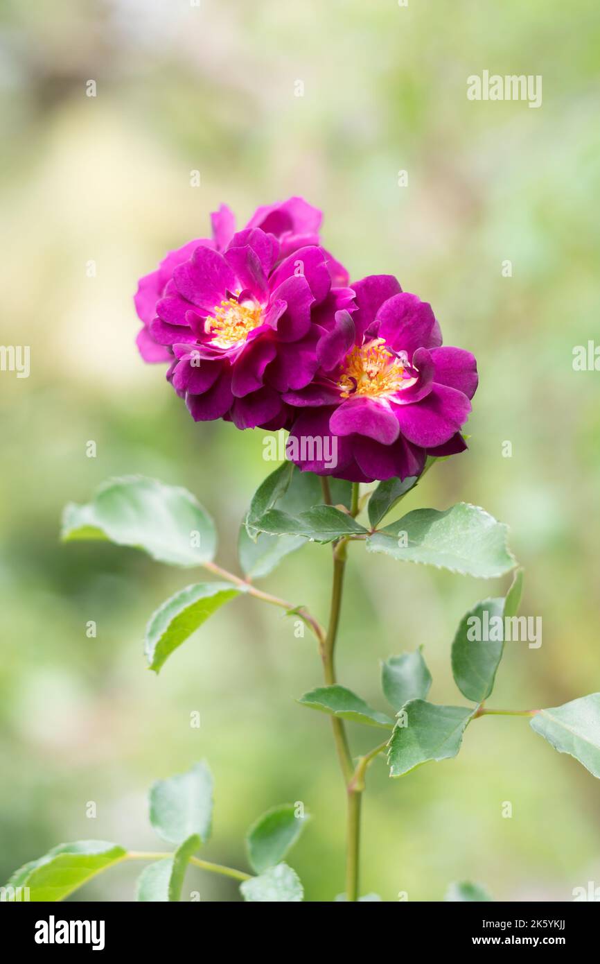 Nahaufnahme von frischen Rosen, magentafarbenen Blüten auf grünem Sommer verschwommener Hintergrund, Weichzeichnung Stockfoto