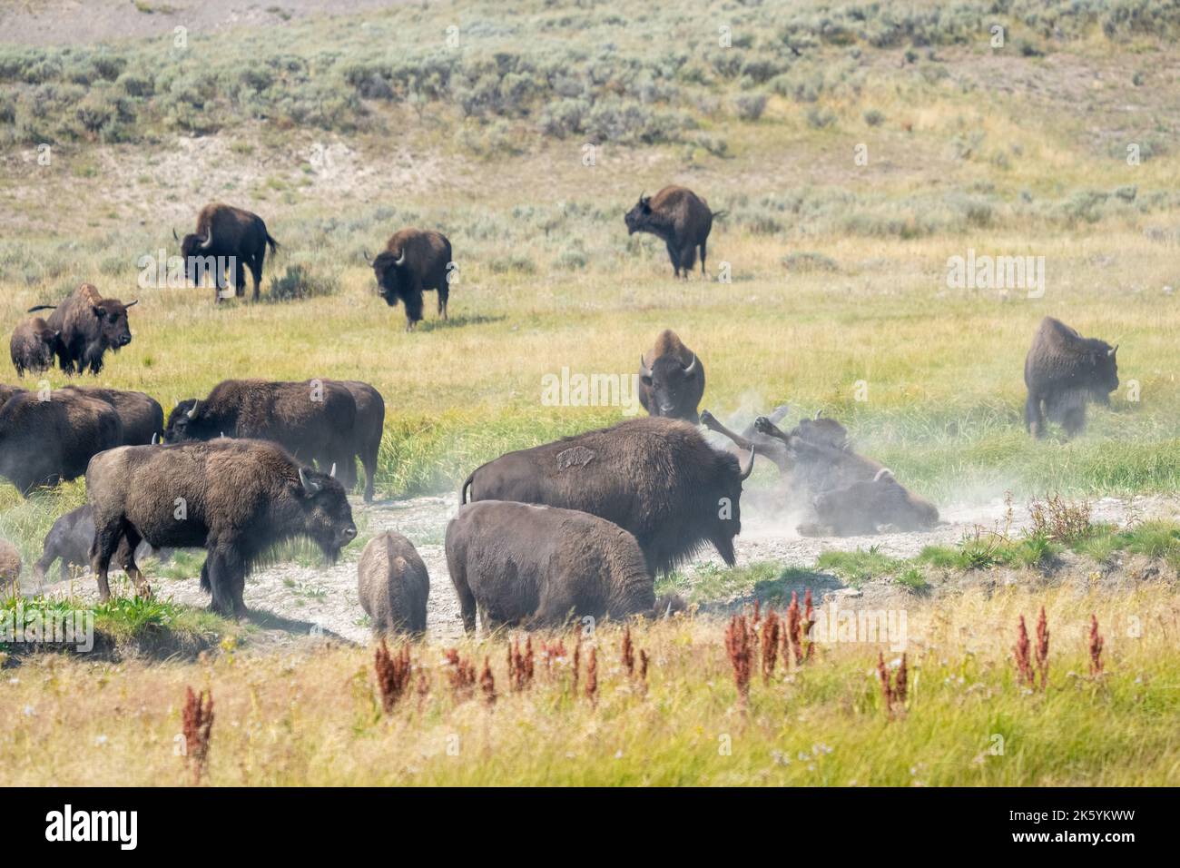 Yellowstone-Nationalpark, Wyoming, USA. Bisons stauben in einem Schwelfkorn. Stockfoto