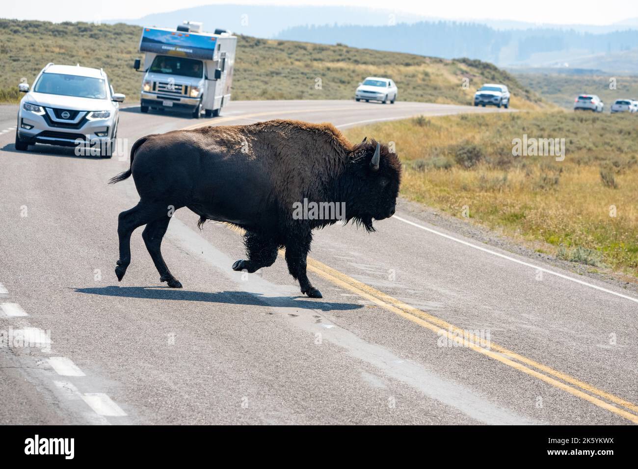 Yellowstone-Nationalpark, Wyoming, USA. Bison läuft über einen Highway in Yellowstone. Stockfoto