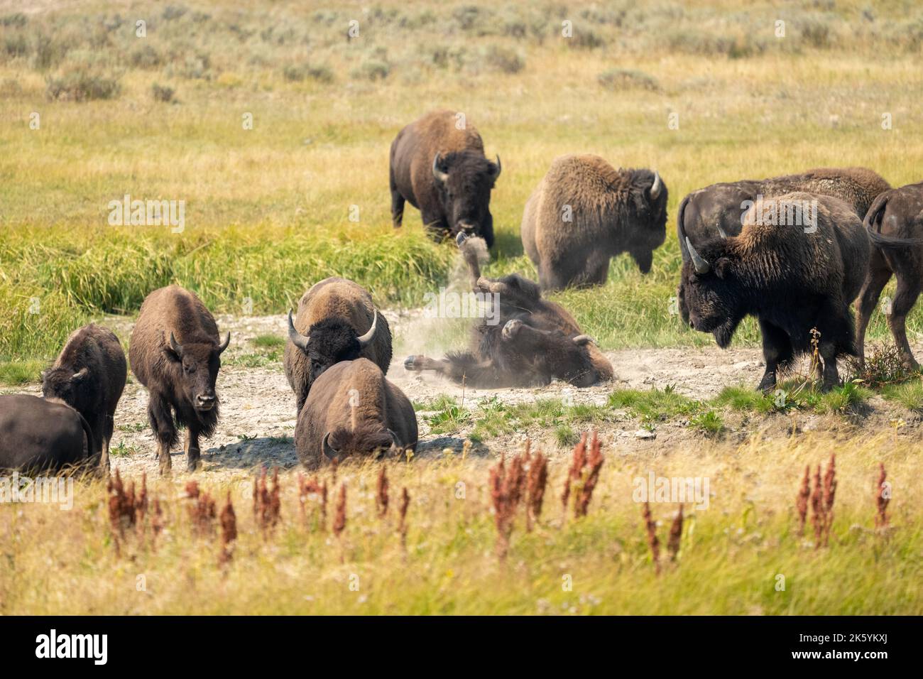 Yellowstone-Nationalpark, Wyoming, USA. Bisons stauben in einem Schwelfkorn. Stockfoto