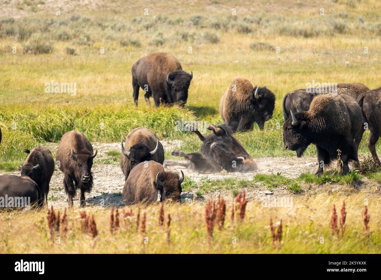 Yellowstone-Nationalpark, Wyoming, USA. Bisons stauben in einem Schwelfkorn. Stockfoto