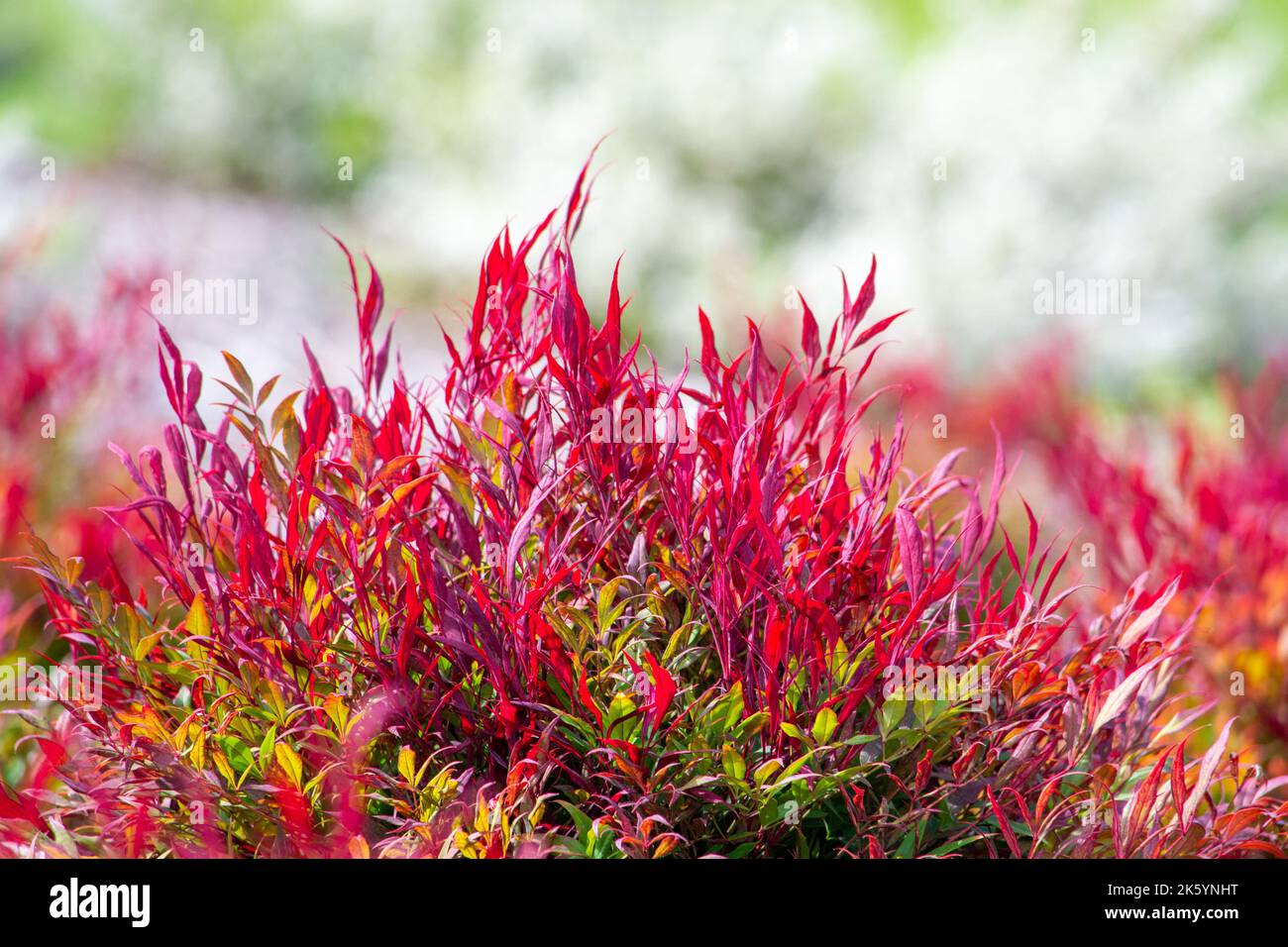 Ein Flush von neuen, leuchtend roten Blättern auf einer Nandina saxifragaceae ‘Colourscape’ Pflanze, was ein neues Frühlingswachstum im Garten bedeutet. Stockfoto