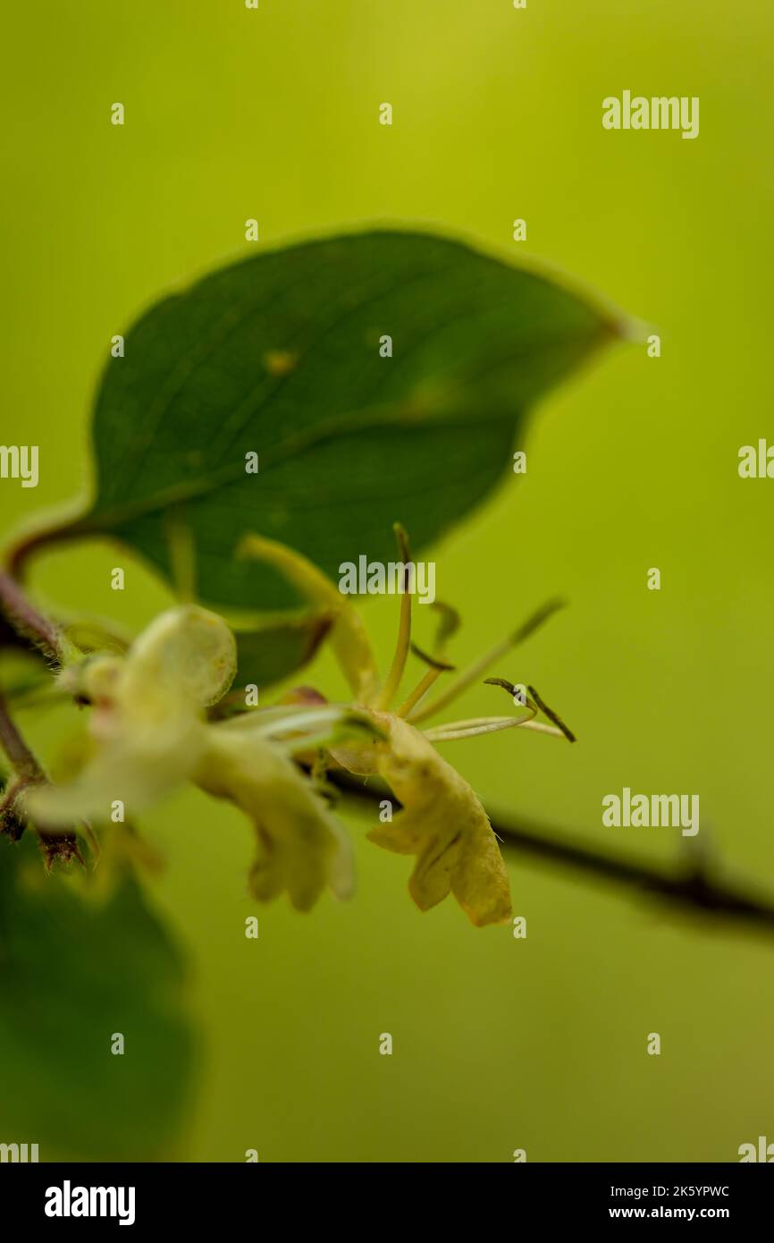 Lonicera xylosteum Blume wächst auf der Wiese, Makro Stockfoto