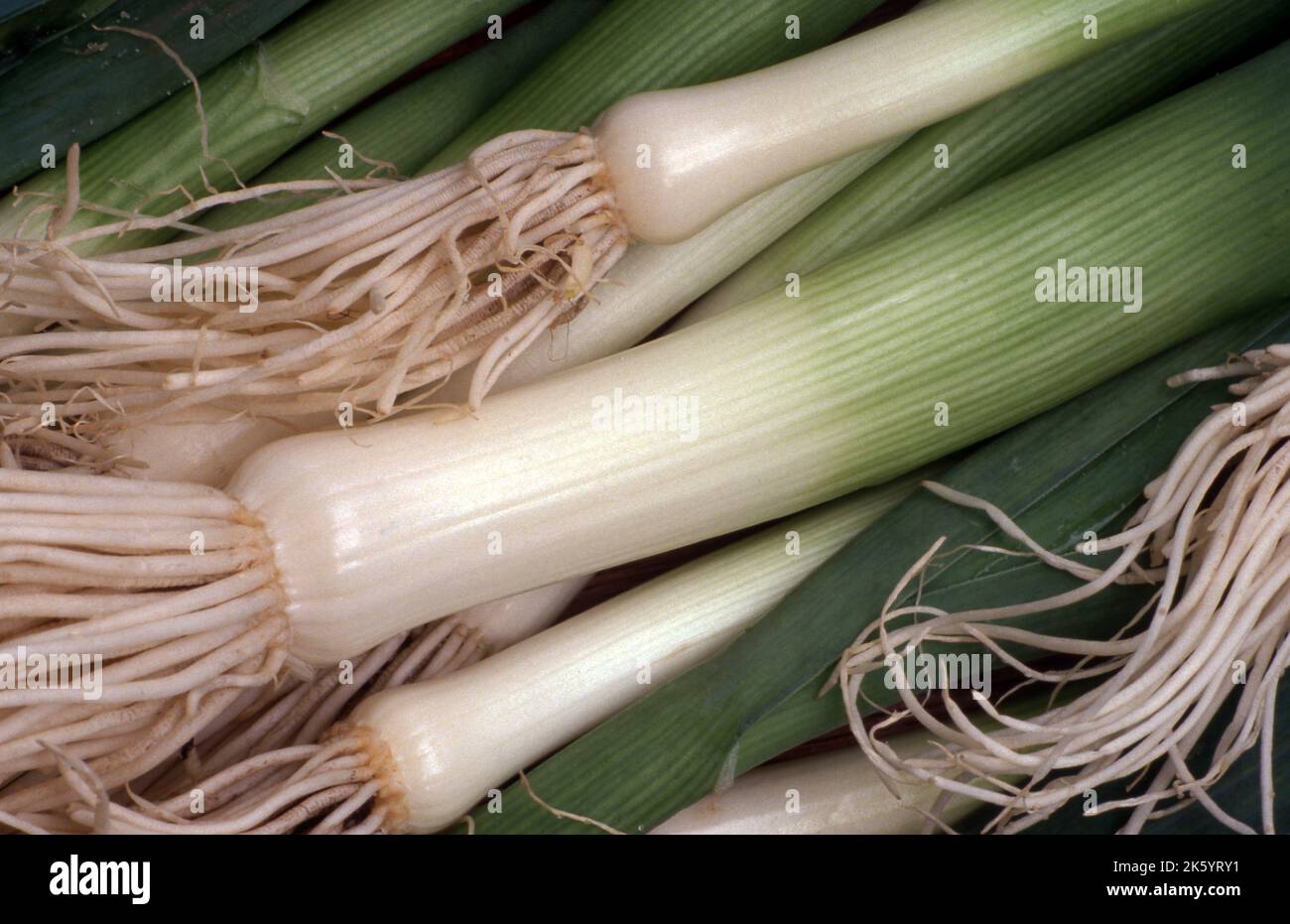 NAHANSICHT EINES BÜSCHELS GEERNTETER ROHER BABYLECHEN (ALLIUM PORRUM). Stockfoto