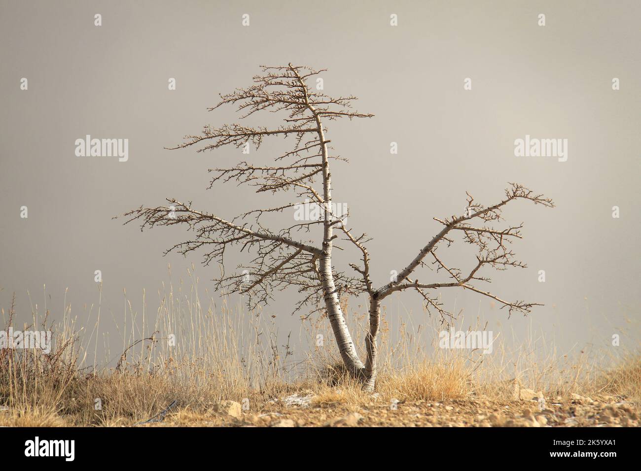 Ein nackter, trauriger Baum, der allein in der Kälte des Winters steht. Stockfoto